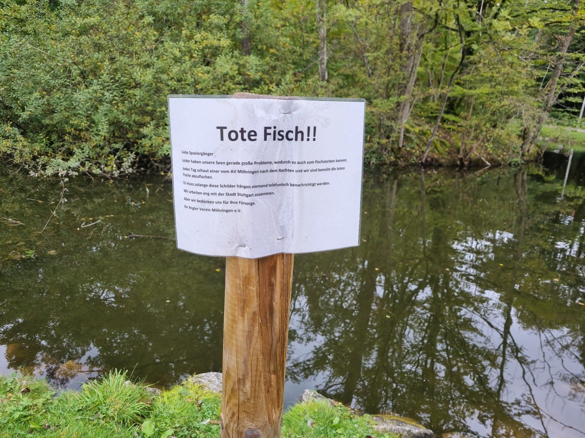 Zettel des hiesigen Anglervereins vor einem Teich mit der Aufschrift:

Tote Fisch!!

Liebe Spaziergänger
leider haben unsere Seen gerade große Probleme, wodurch es auch zum Fischsterben kommt. Jeden Tag schaut einer vom AV Möhringen nach dem Rechten und wir sind bemüht die toten Fische abzufischen. Es muss, solange diese Schilder hängen, niemand telefonisch benachrichtigt werden. Wir arbeiten eng mit der Stadt Stuttgart zusammen. Aber wir bedanken uns für Ihre Fürsorge.
Ihr Angler Verein Möhringen e.V.