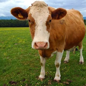 Cow