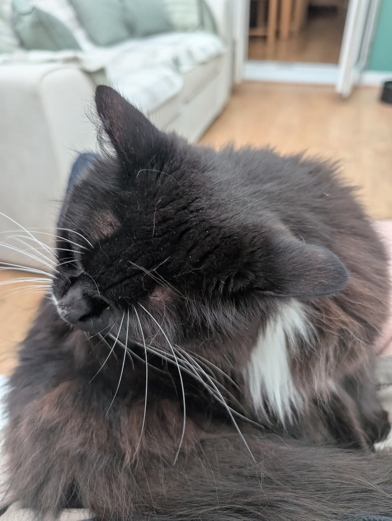 Photo of a black and white tuxedo cat grooming itself while sitting on the lap of a lucky gentleman (out of frame). The fixtures and fittings of a conservatory are out of focus in the background. All seems calm in the world. 
