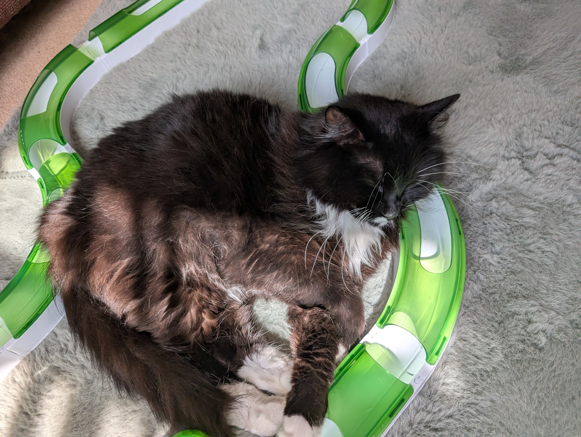 Photo of a black and white tuxedo cat asleep, lying amongst a Catit Play Circuit on a green rug. The sun can be seen as though through a blind in bright lozenges across both the cat and the rug 
