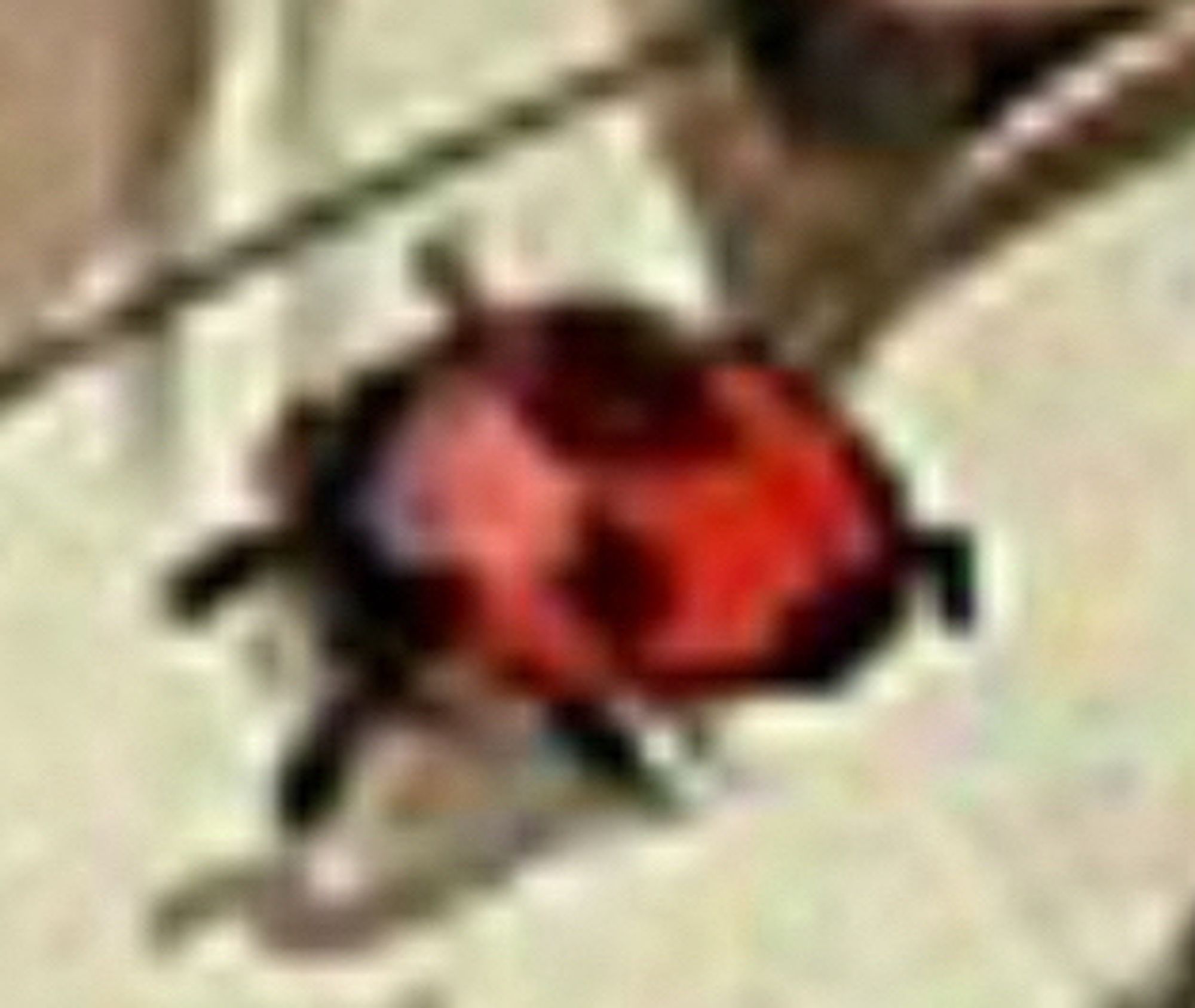 ladybug