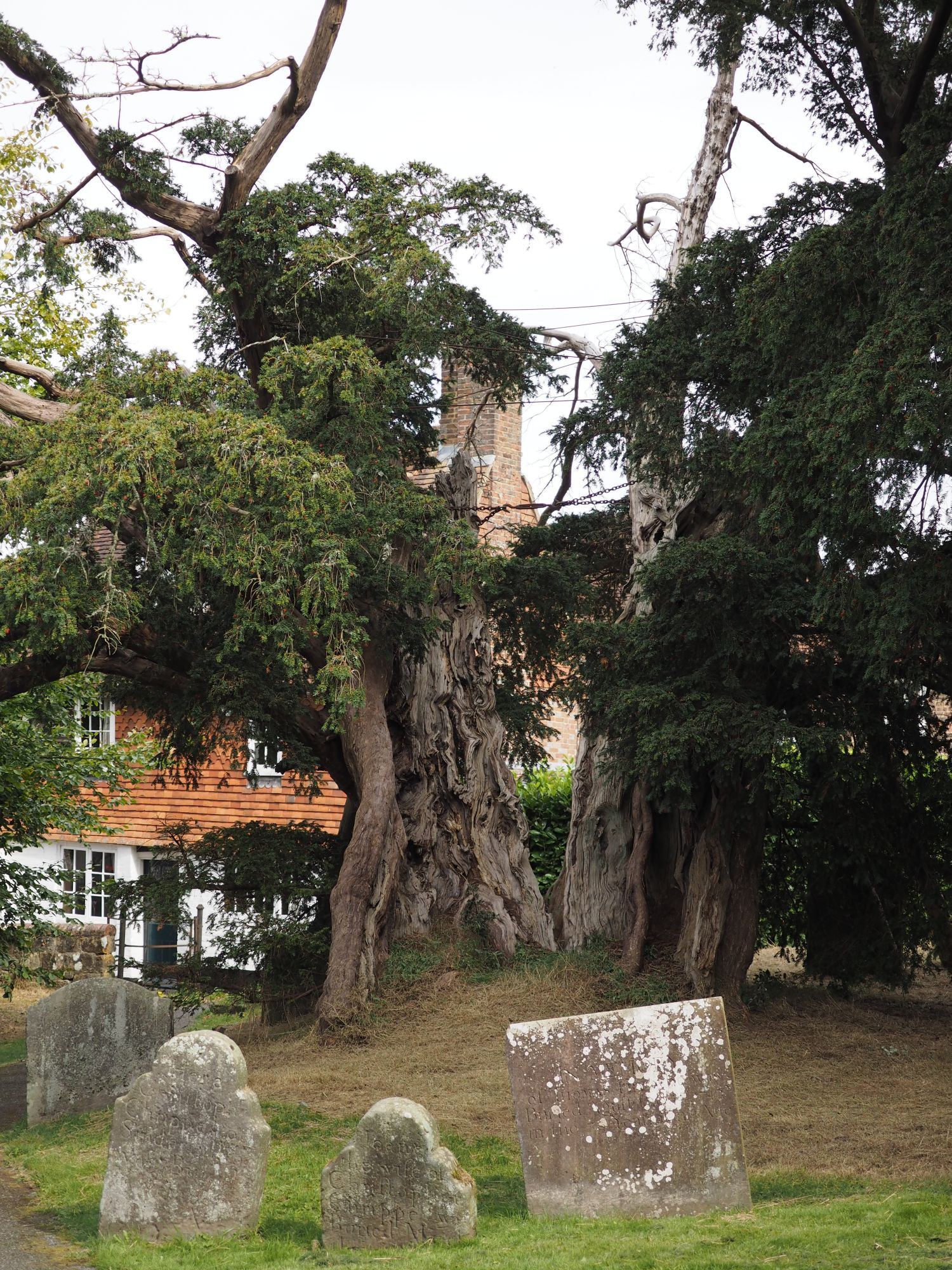 Photograph of a church yard. Four headstones stand in front of an ancient yew tree which looks like it was once one tree but now split into two distinct trunks. A metal chain pulls the two together for extra support