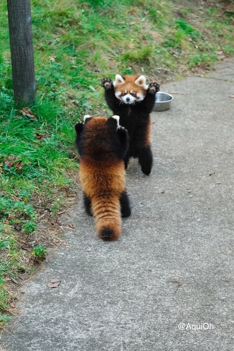 Two red pandas