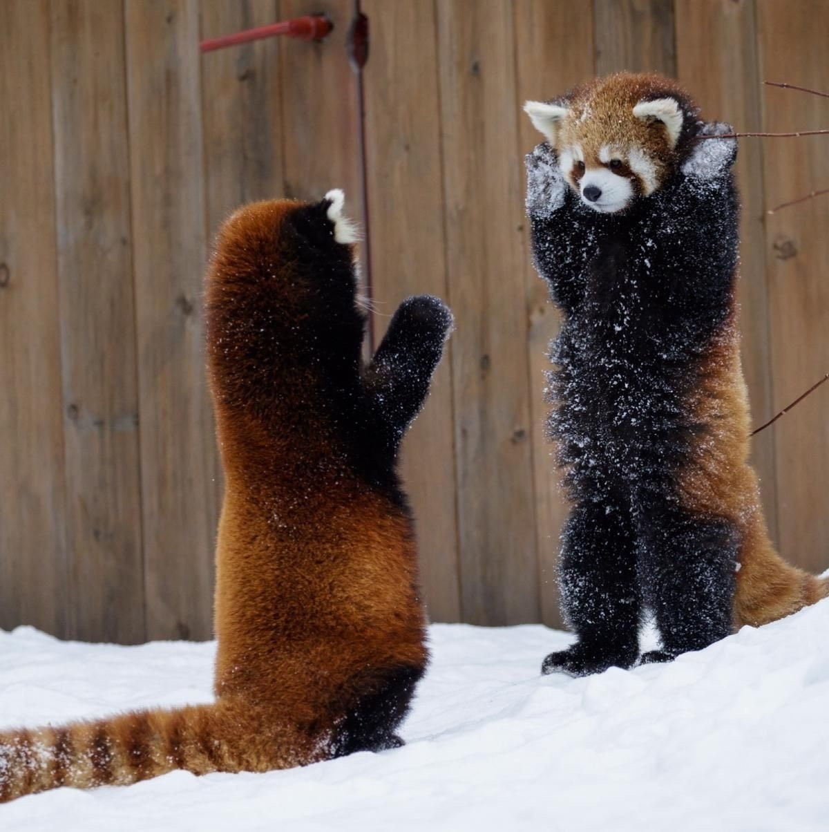 Two red pandas