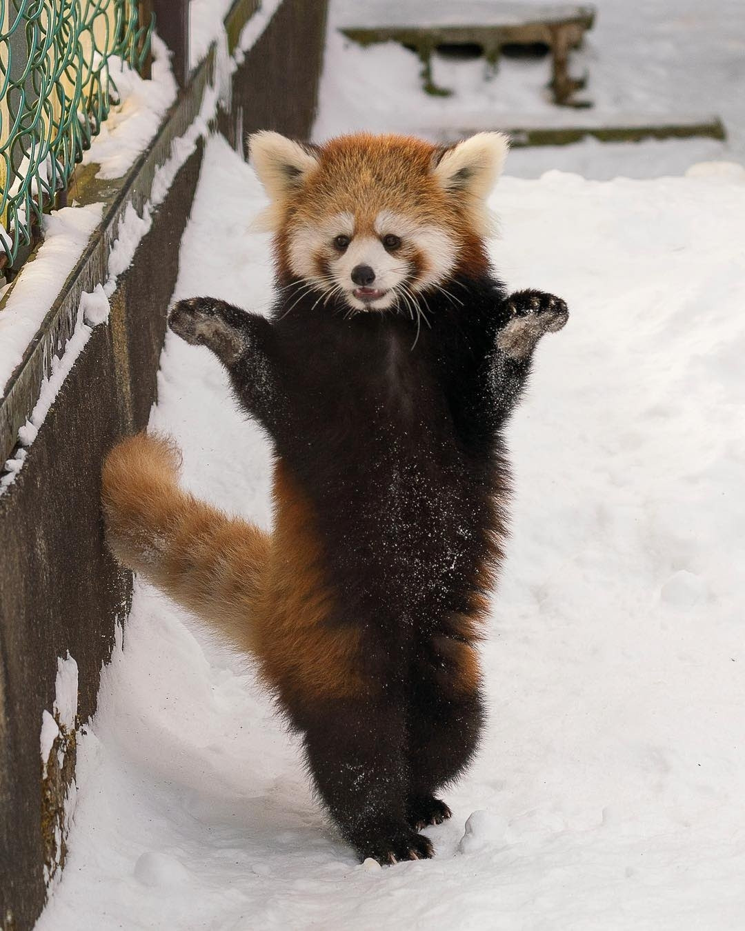 Red panda