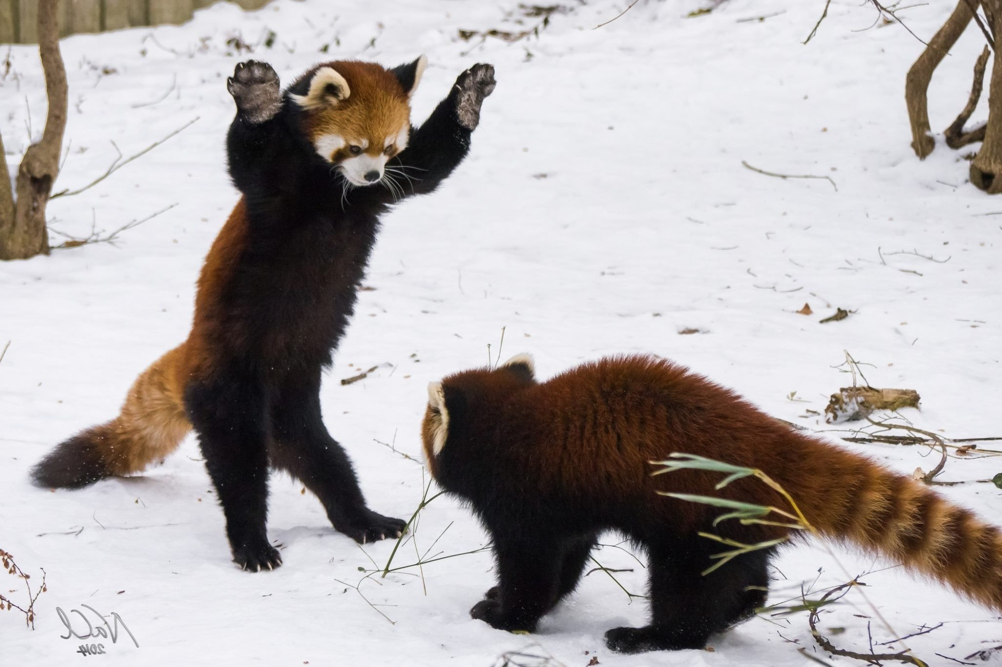 Two red pandas, one is standing