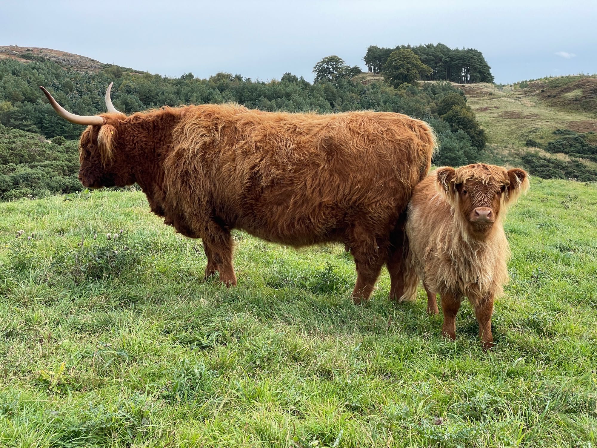 Dark ginger Highland cow with a lighter ginger calf.