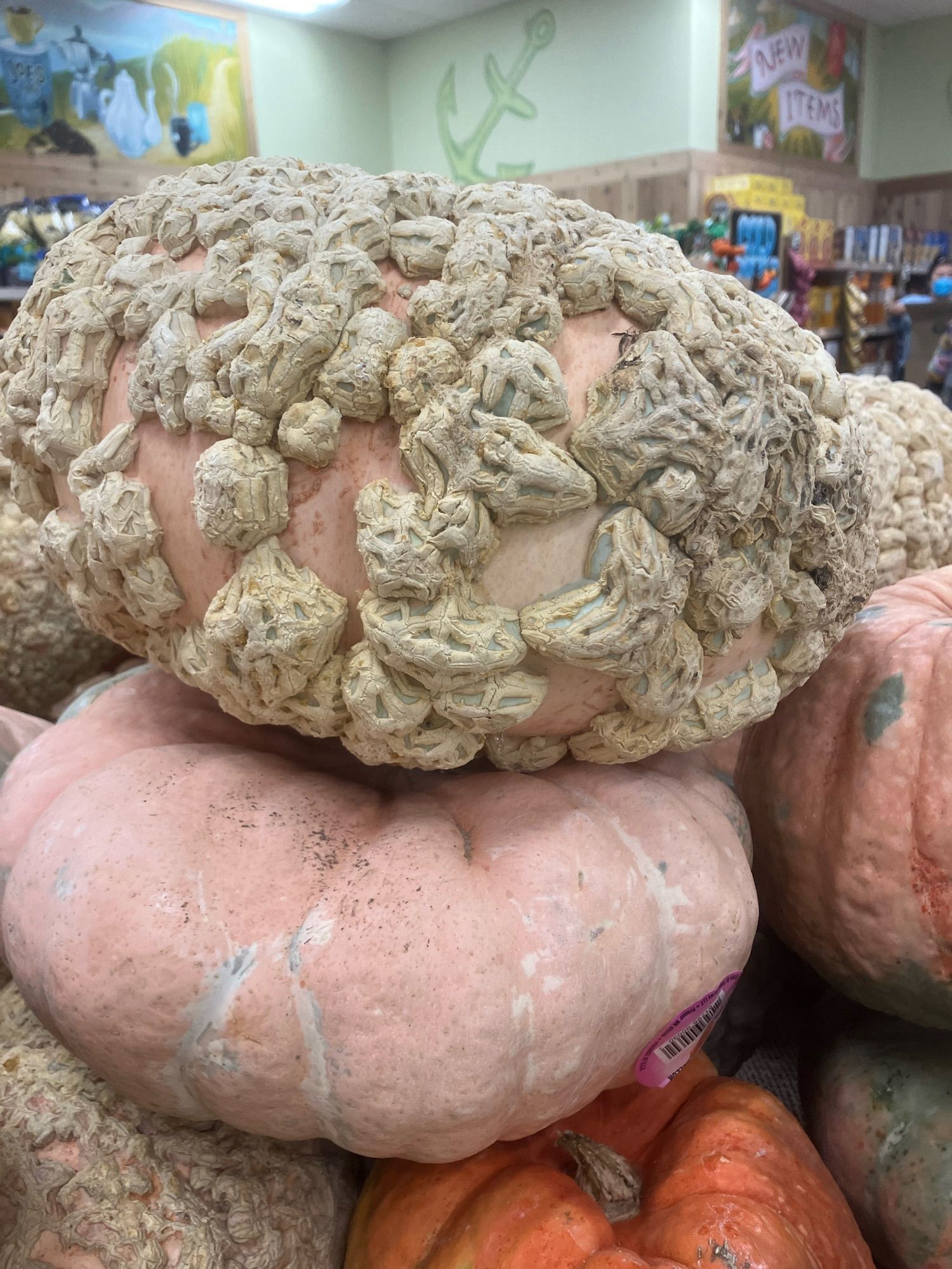 Photo of a stack of pumpkins in a grocery store. The one on top has rough white bumps all over it.