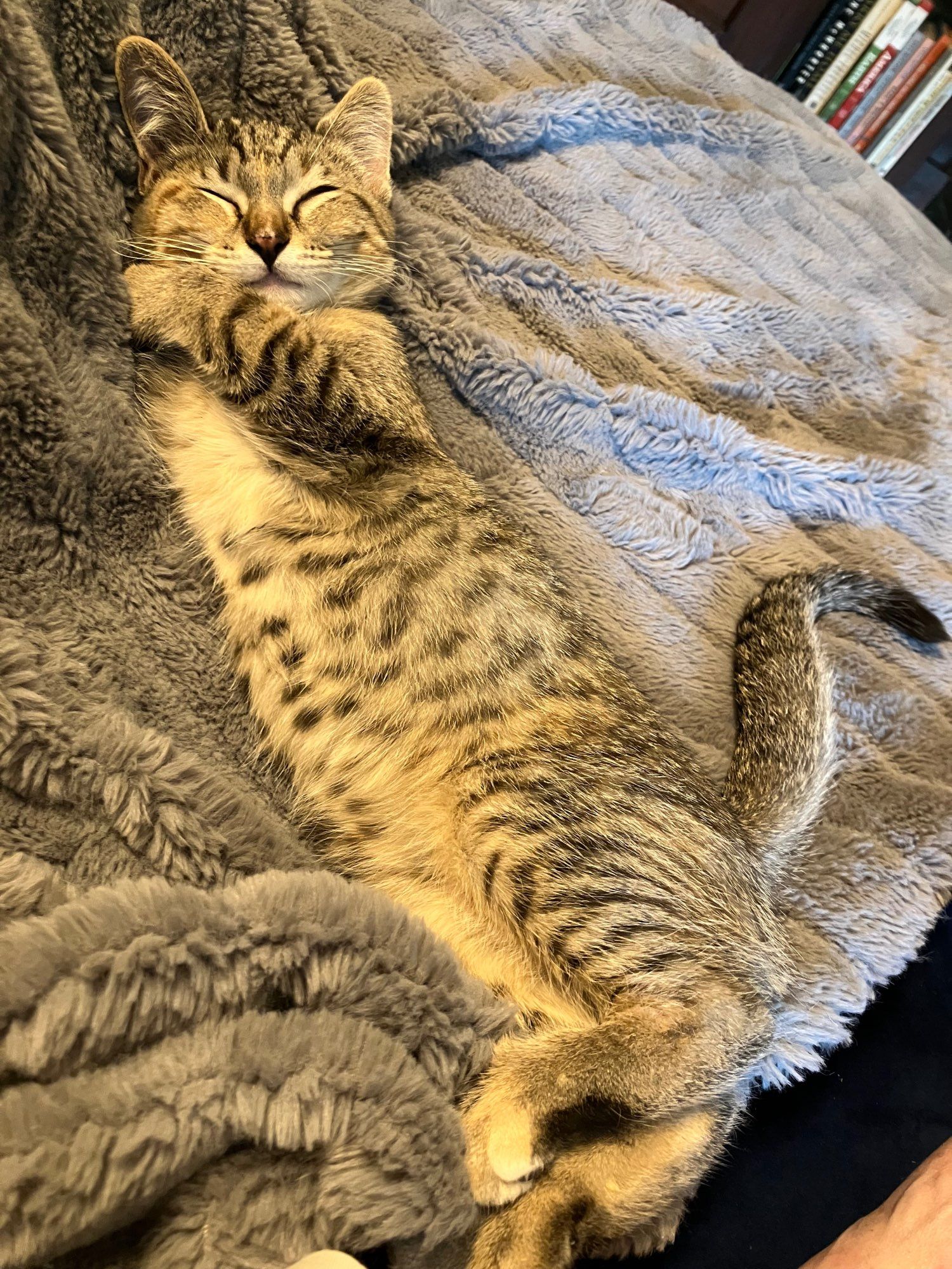 Tabby kitten lays on her side, stretched out on a gray fake fur throw. Her belly is polka-dotted.