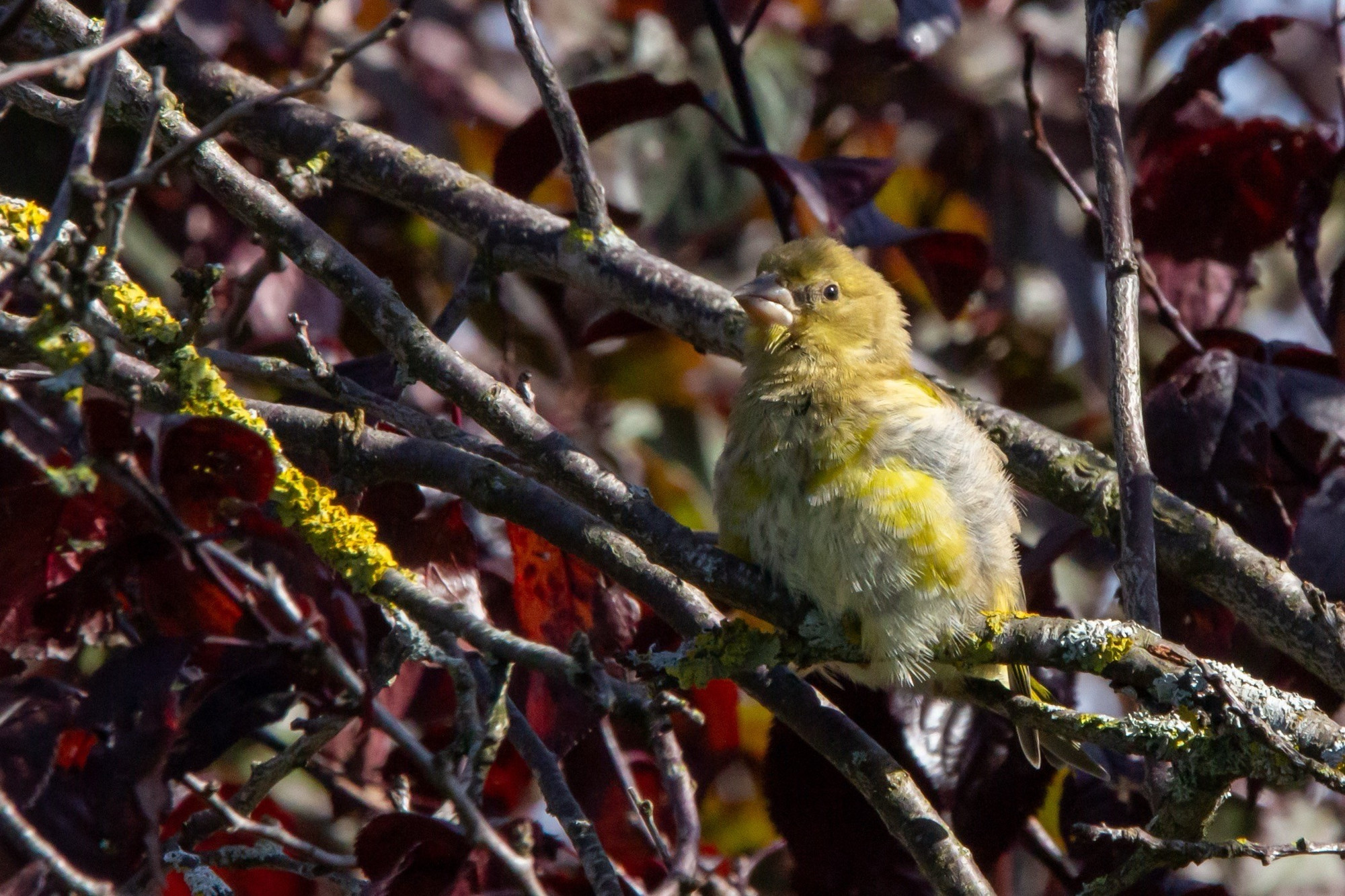 Ein junger Grünfink, der auf einem Ast simmt, umgeben von dunkelroten Blättern und moossigen Zweigen. Der Vogel hat ein gelbliches Gefieder und einen merkwürdigen Ausdruck.