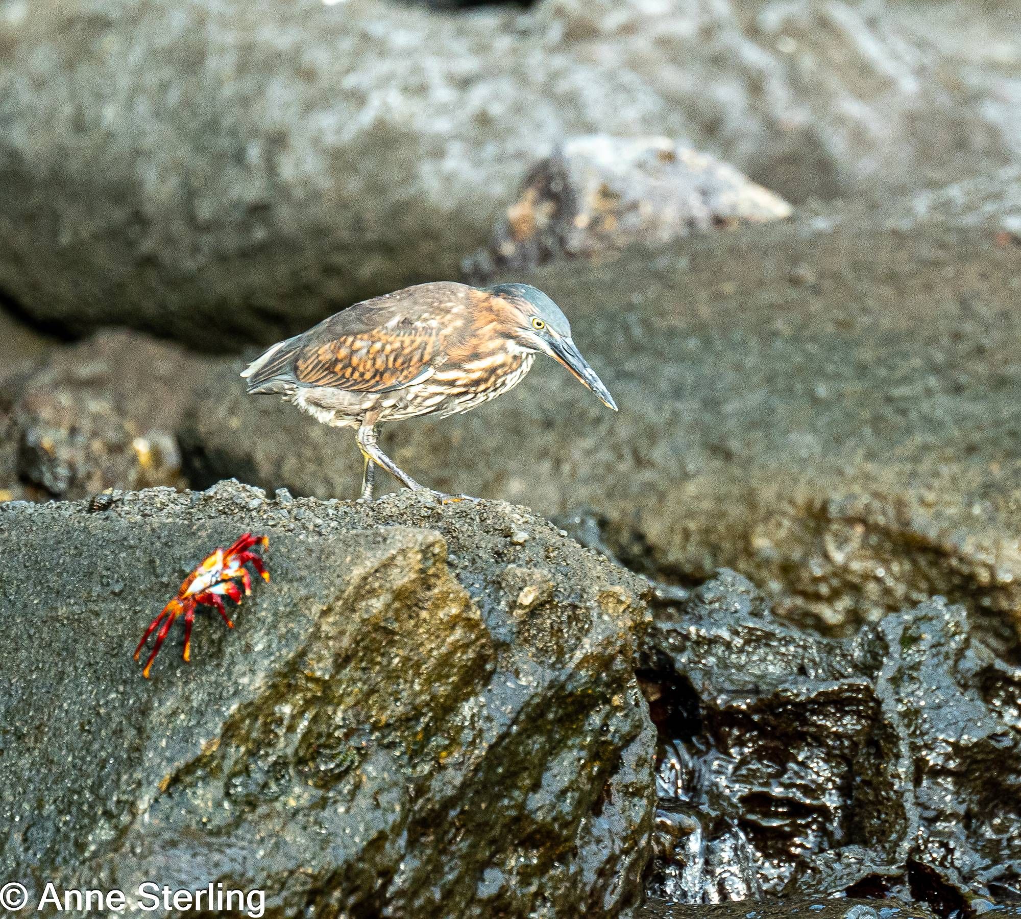 Lava heron and sally lightfoot crab, Galapagos