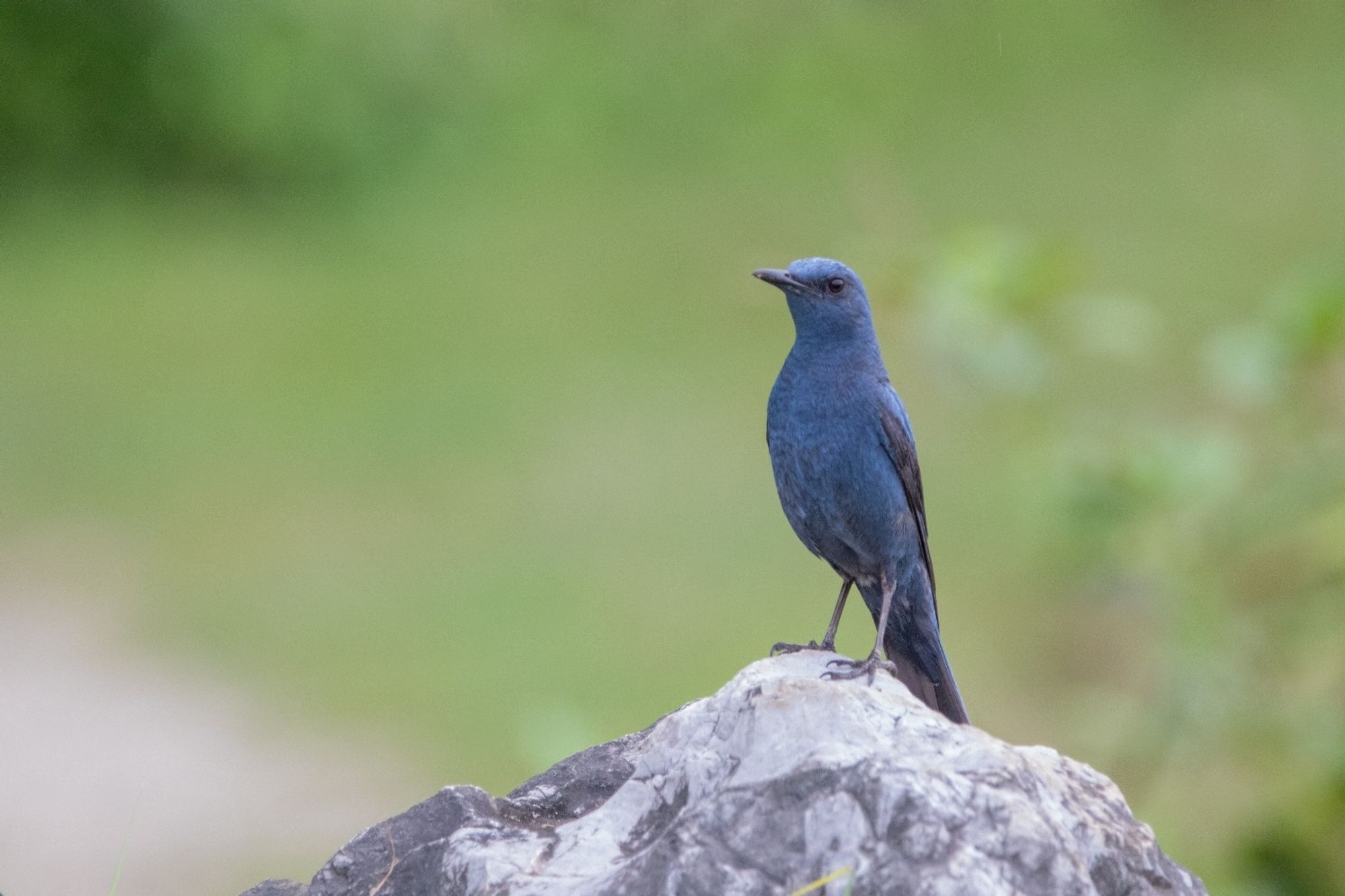 a blue bird perched on a rock against a blurred green background