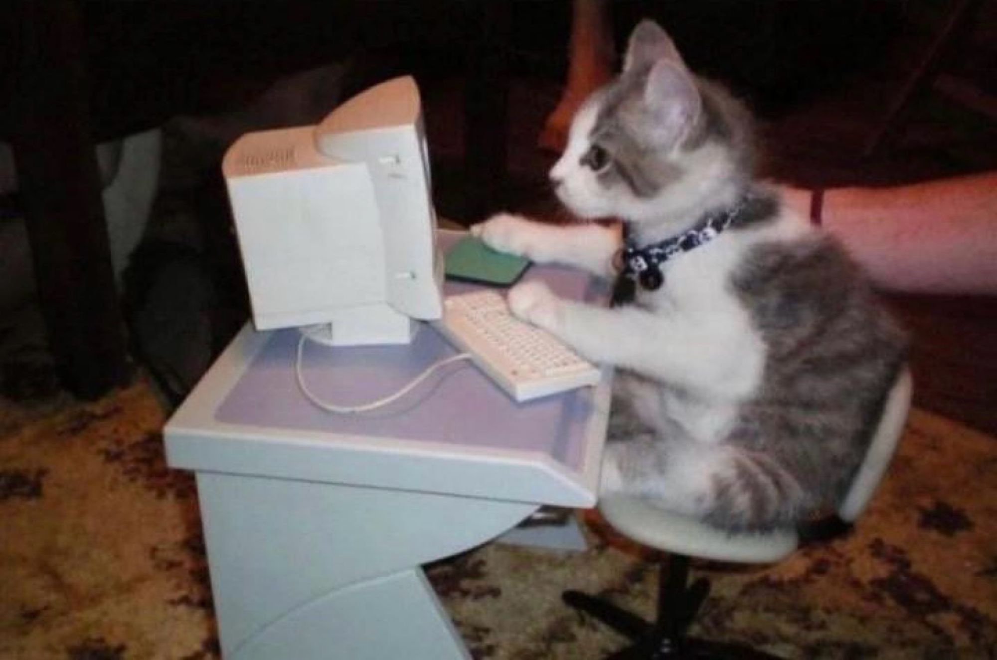 cat typing on a computer