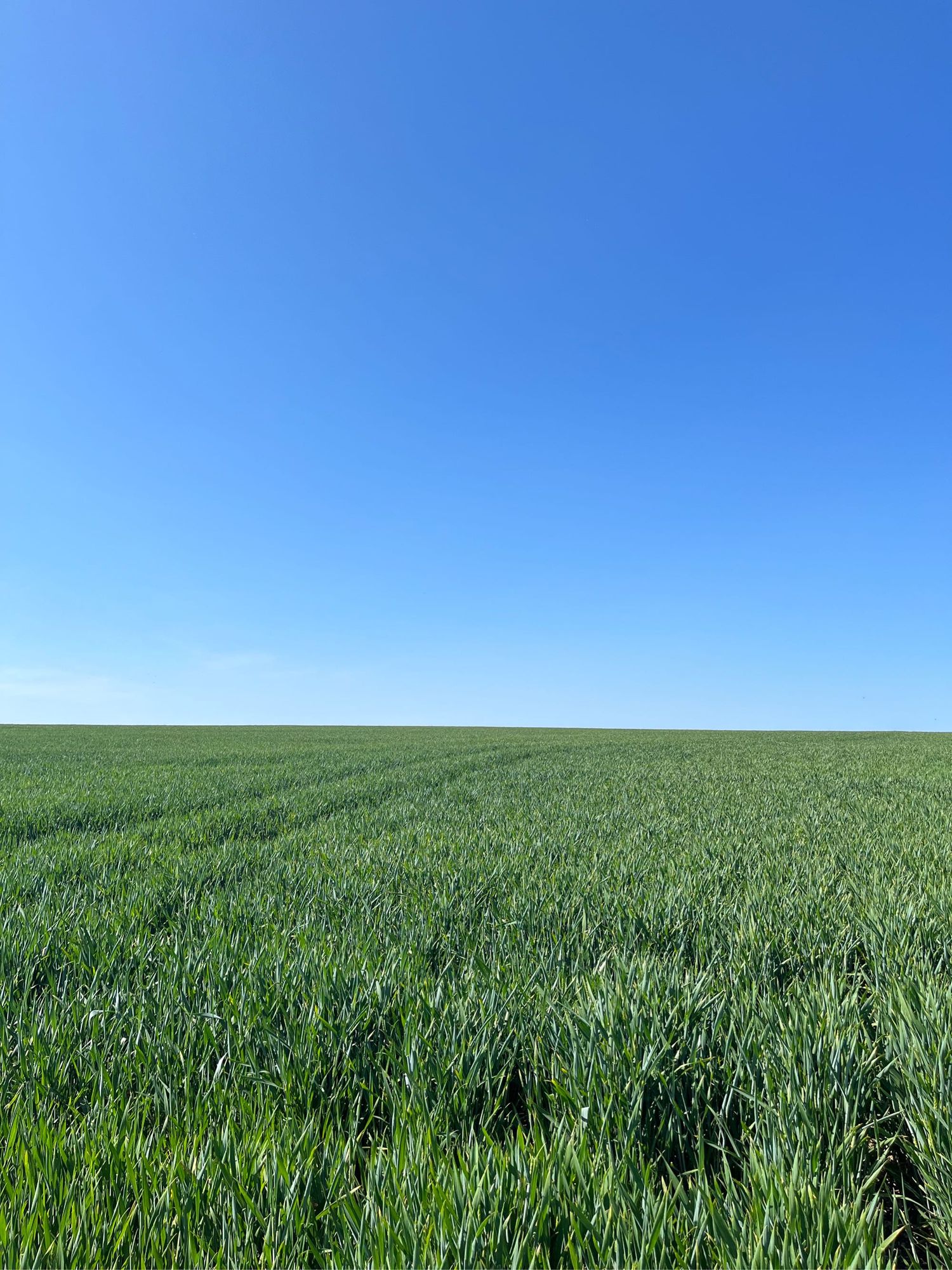 A picture of a glorious green field with a perfectly blue sky 