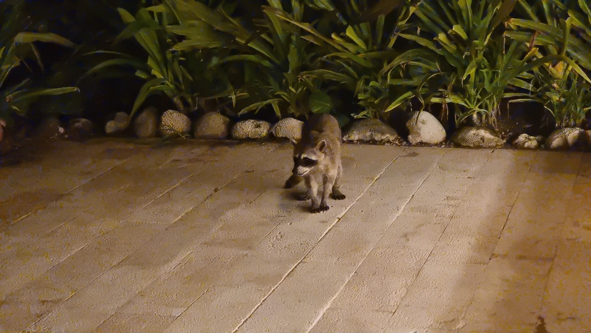 A slender long-tailed racoon stands on wooden decking in front of lush tropical vegetation.