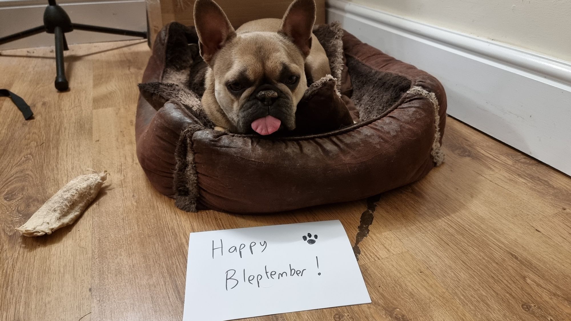 Behind a handwritten sign with the words 'Happy Bleptember!' and a pawprint, a French Bulldog lies in a soft basket with her tongue stuck out.