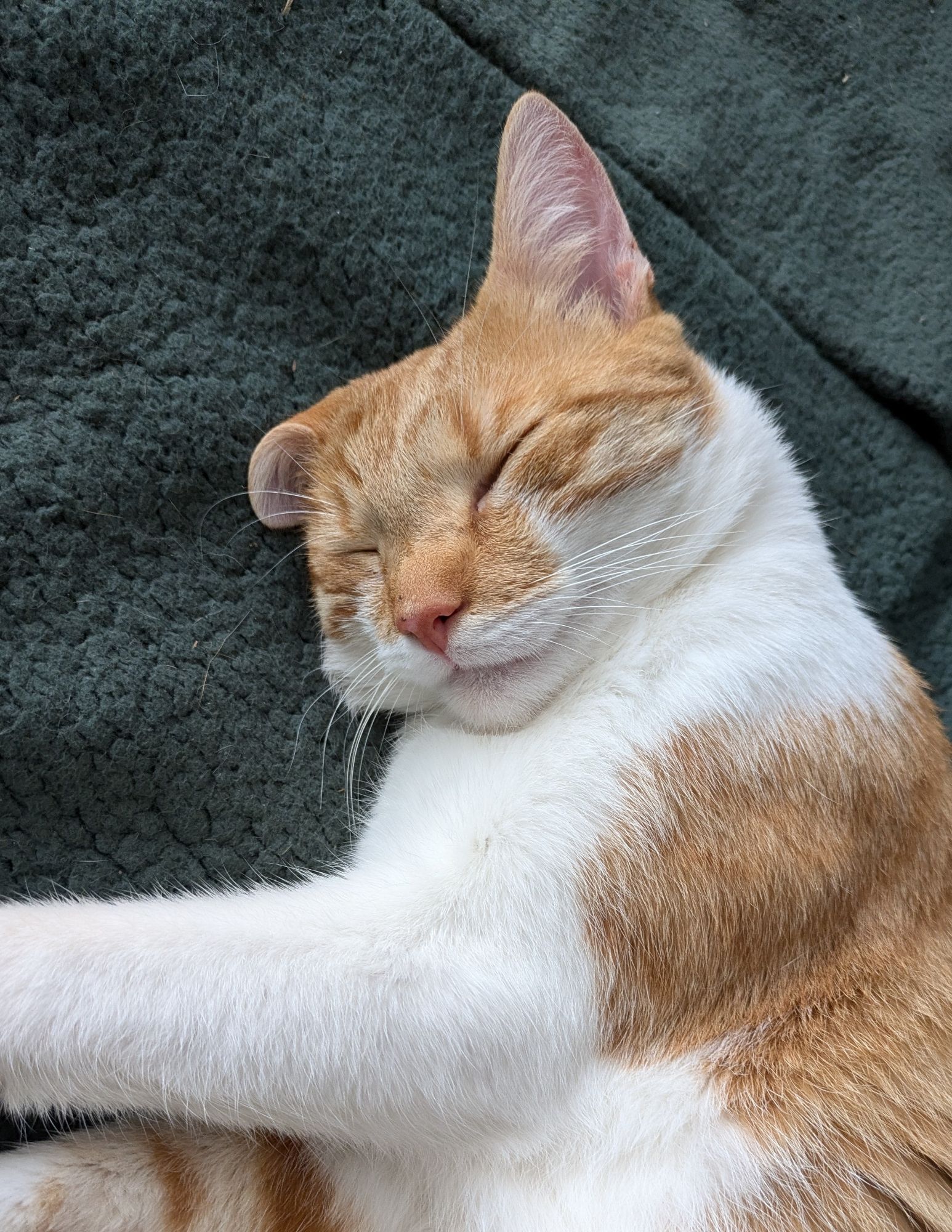 Picture of a cat being all derpy on a green blanket.