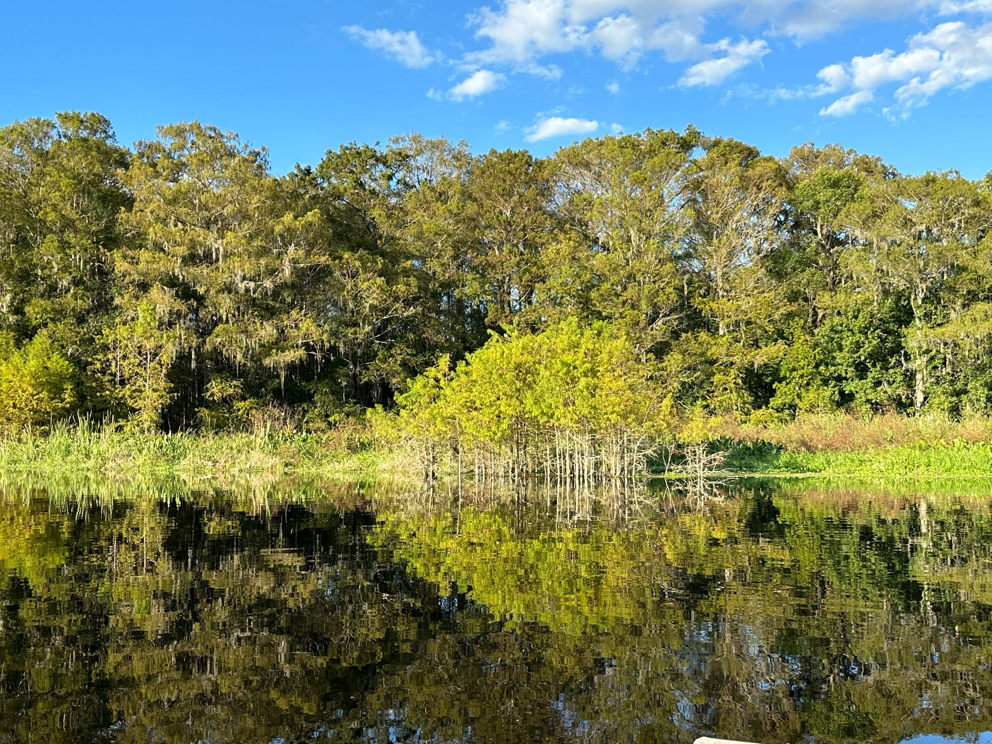 Photo of small stand of trees in front of a mature bank.