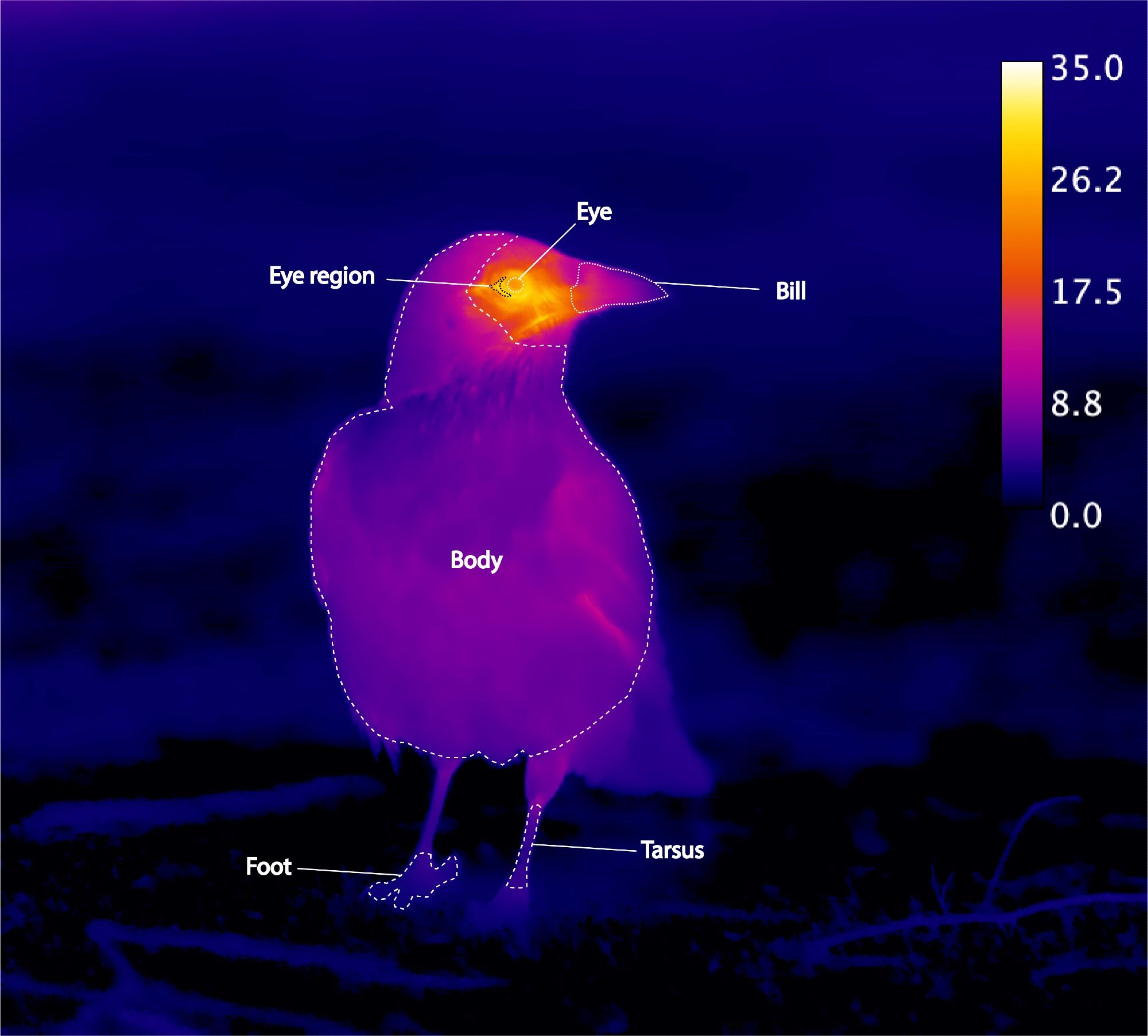 Thermal image of a little raven with regions of interest drawn over top to depict areas of interest from which thermal data were extracted.