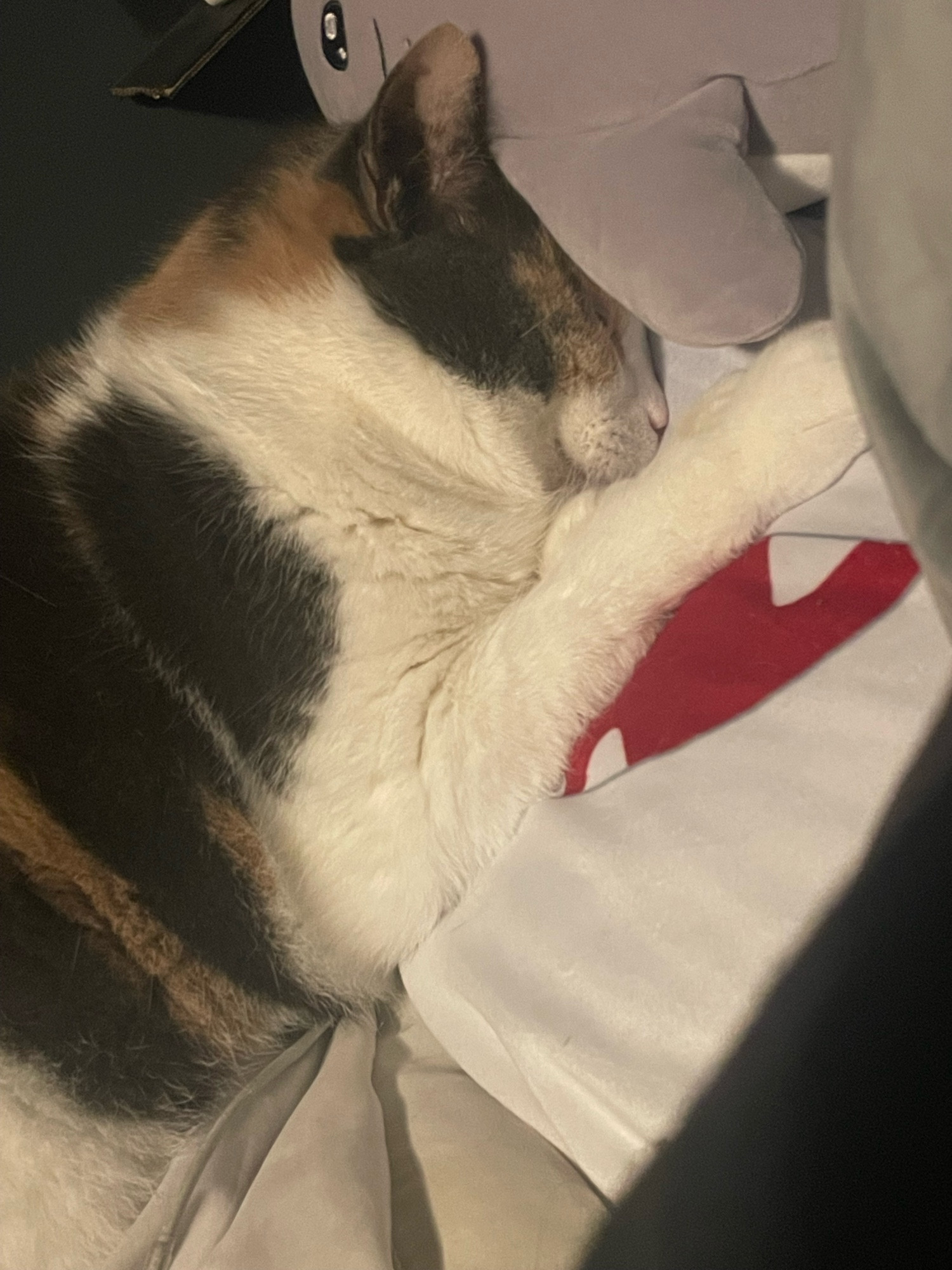 calico cat laying on my pillow, face plant 