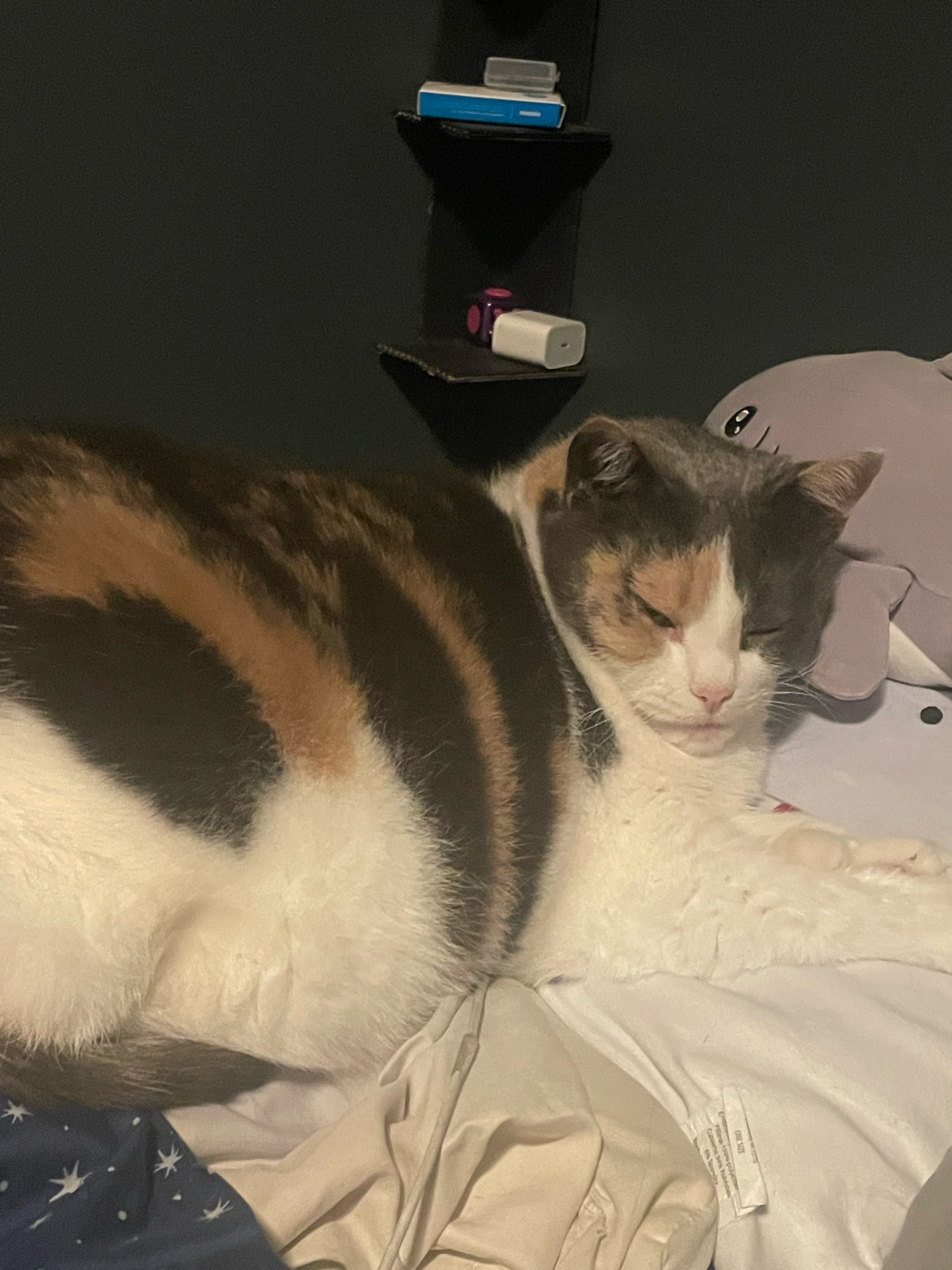 calico cat laying on my pillow she is very large