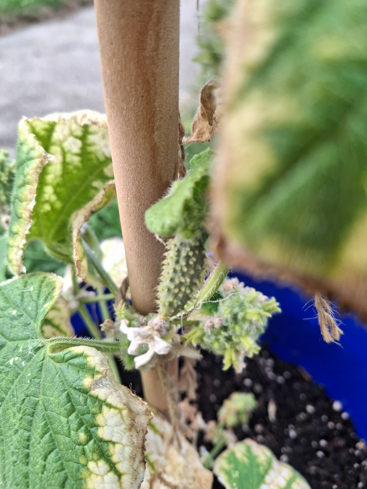 Small cucumber growing on a plant. 