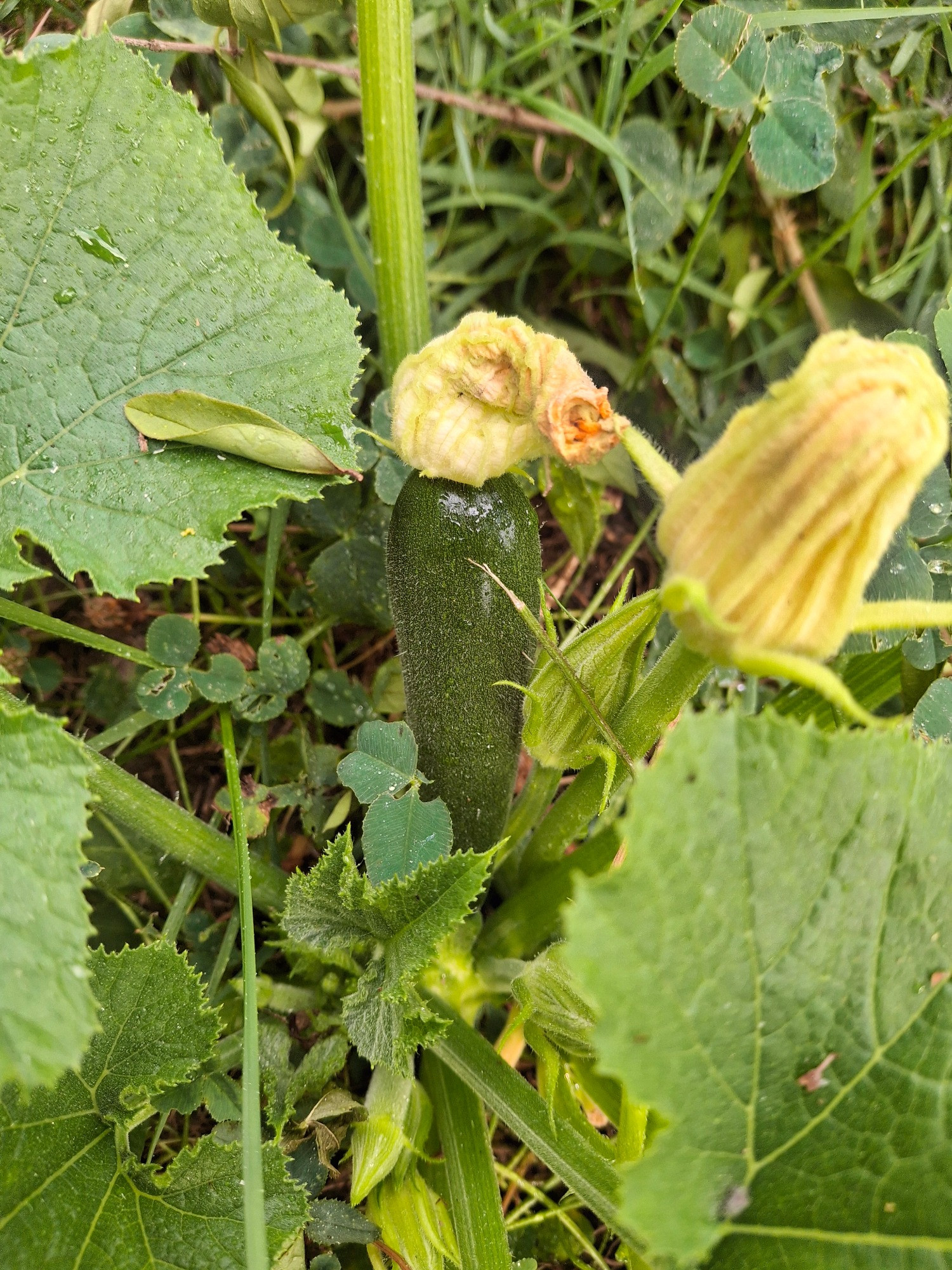 Small zucchini growing on a plant.