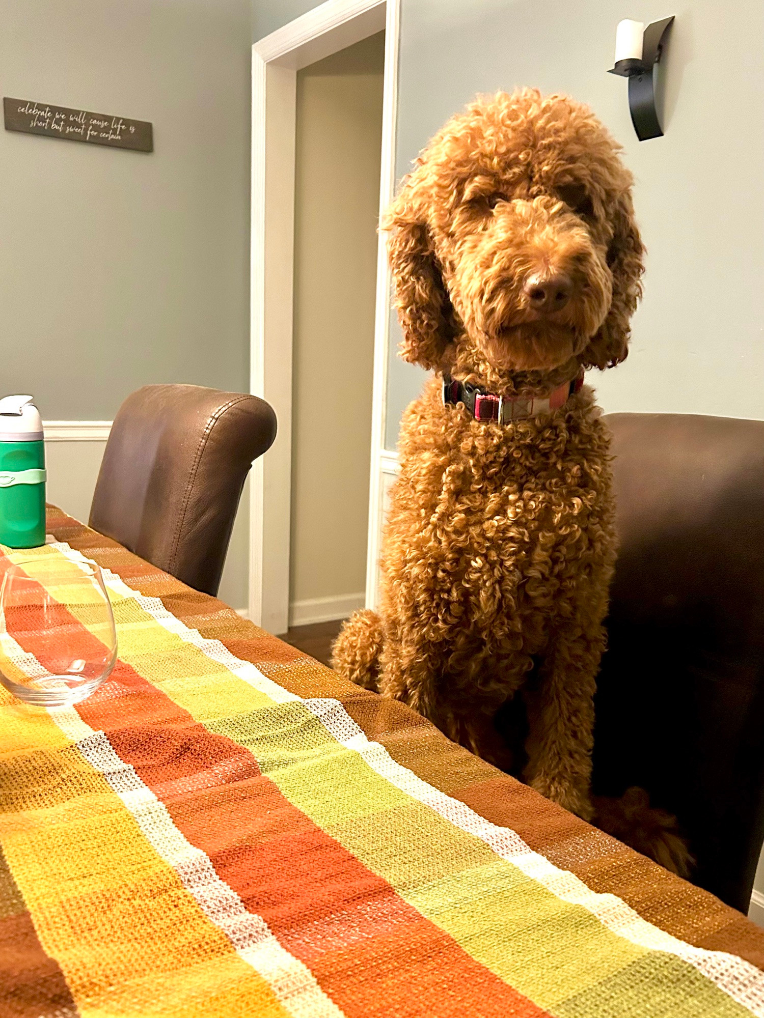 An image of an adorable Goldendoodle named Murphy sitting on a chair at a dining room table with an empty wine glass before her. 
