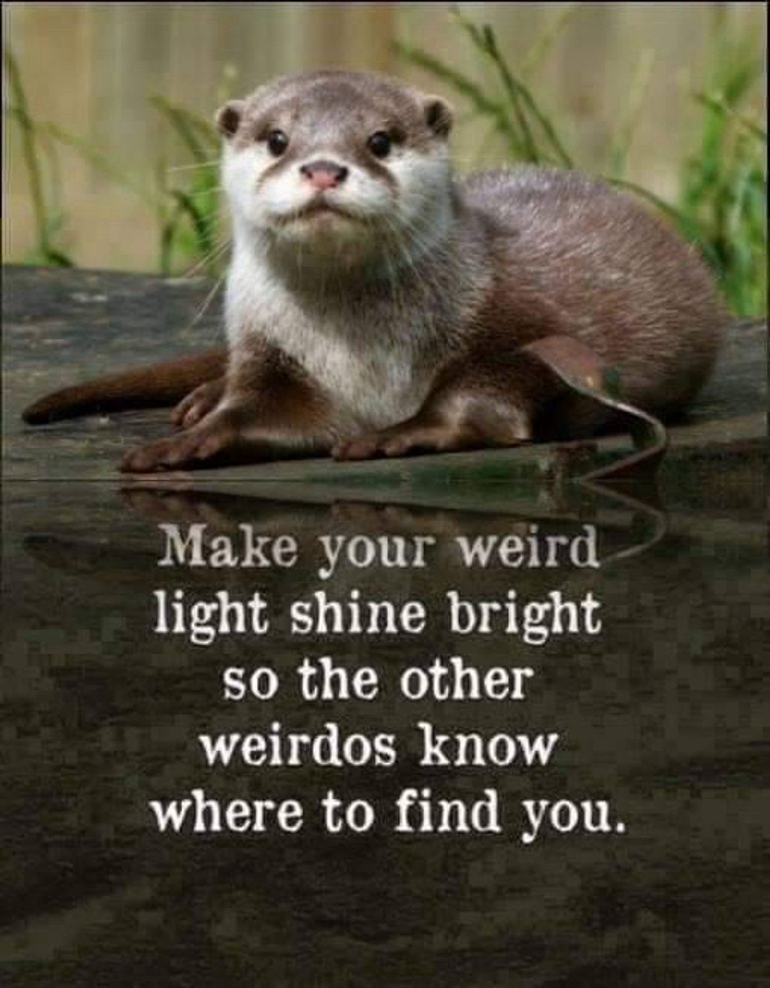 Picture of an otter. 
Text reads: make your weird light shine bright so the other weirdos know where to find you.