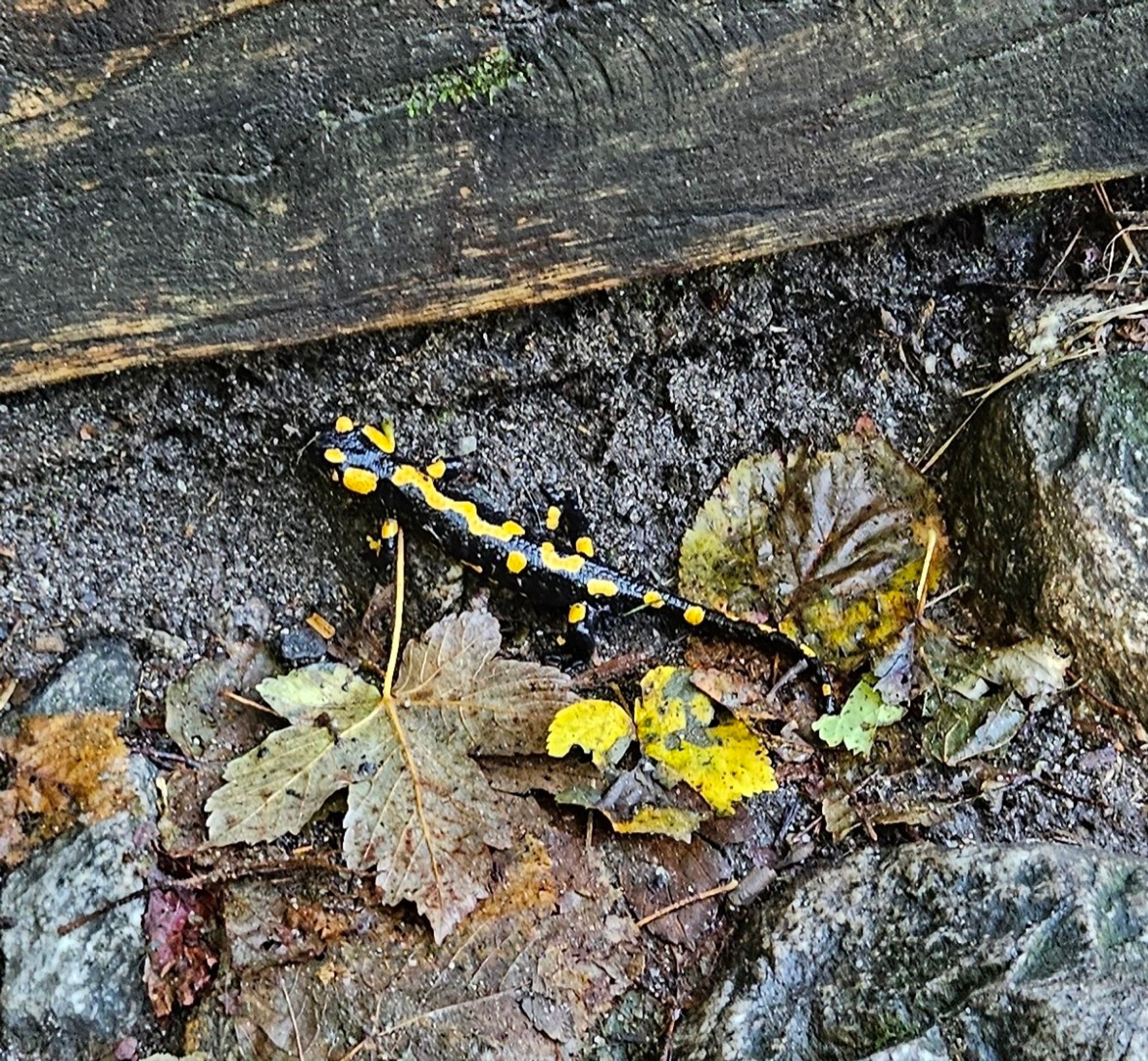 Auch dieses Bild zeigt einen Feuersalamander in Großaufnahme über den Waldboden kriechend.