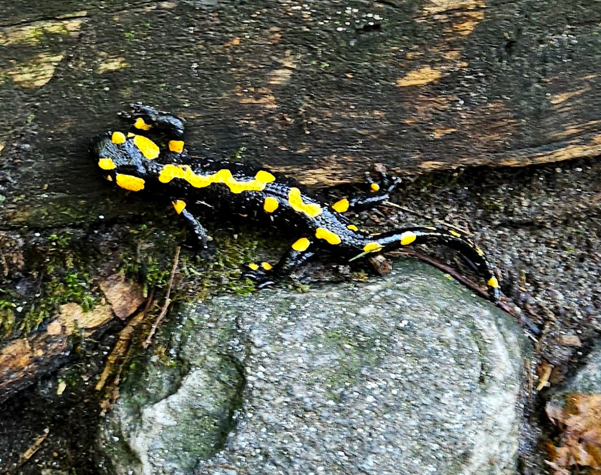 Und auch dieses Bild zeigt den Feuersalamander in Großaufnahme über den Waldboden kriechend.