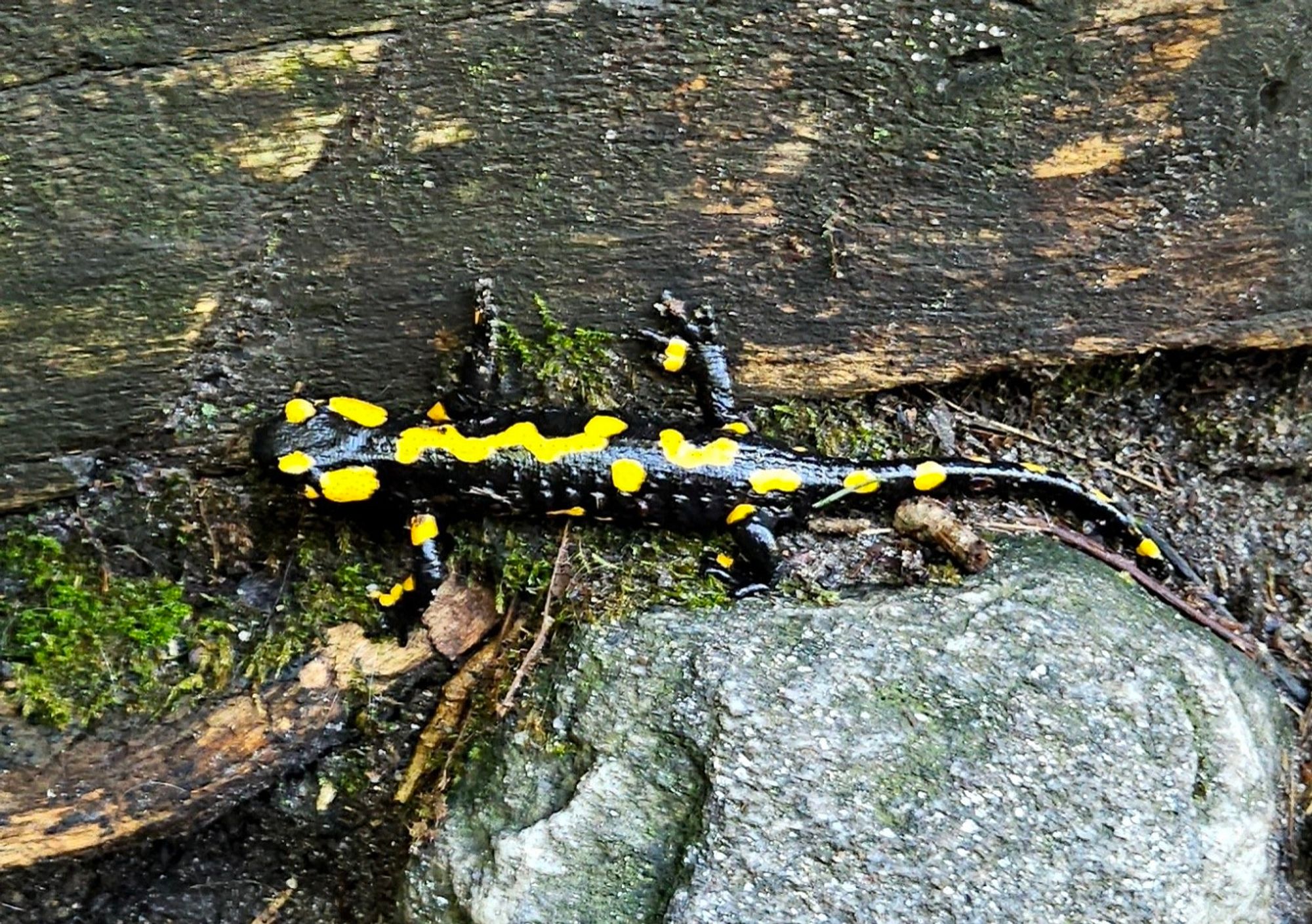 Bild zeigt einen Feuersalamander in Großaufnahme.