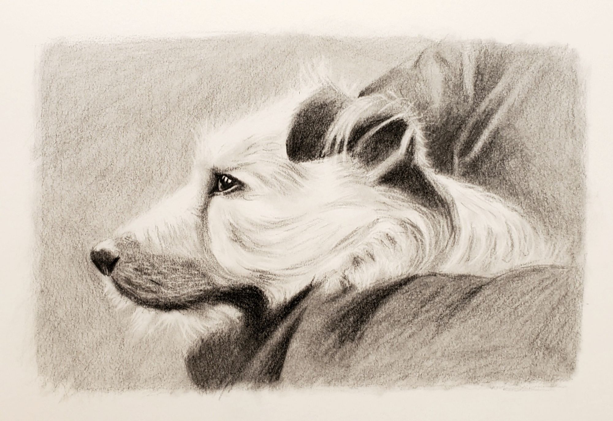 Rough sketch in pencil, with sepia tones. Jack russell head in profile, facing left.