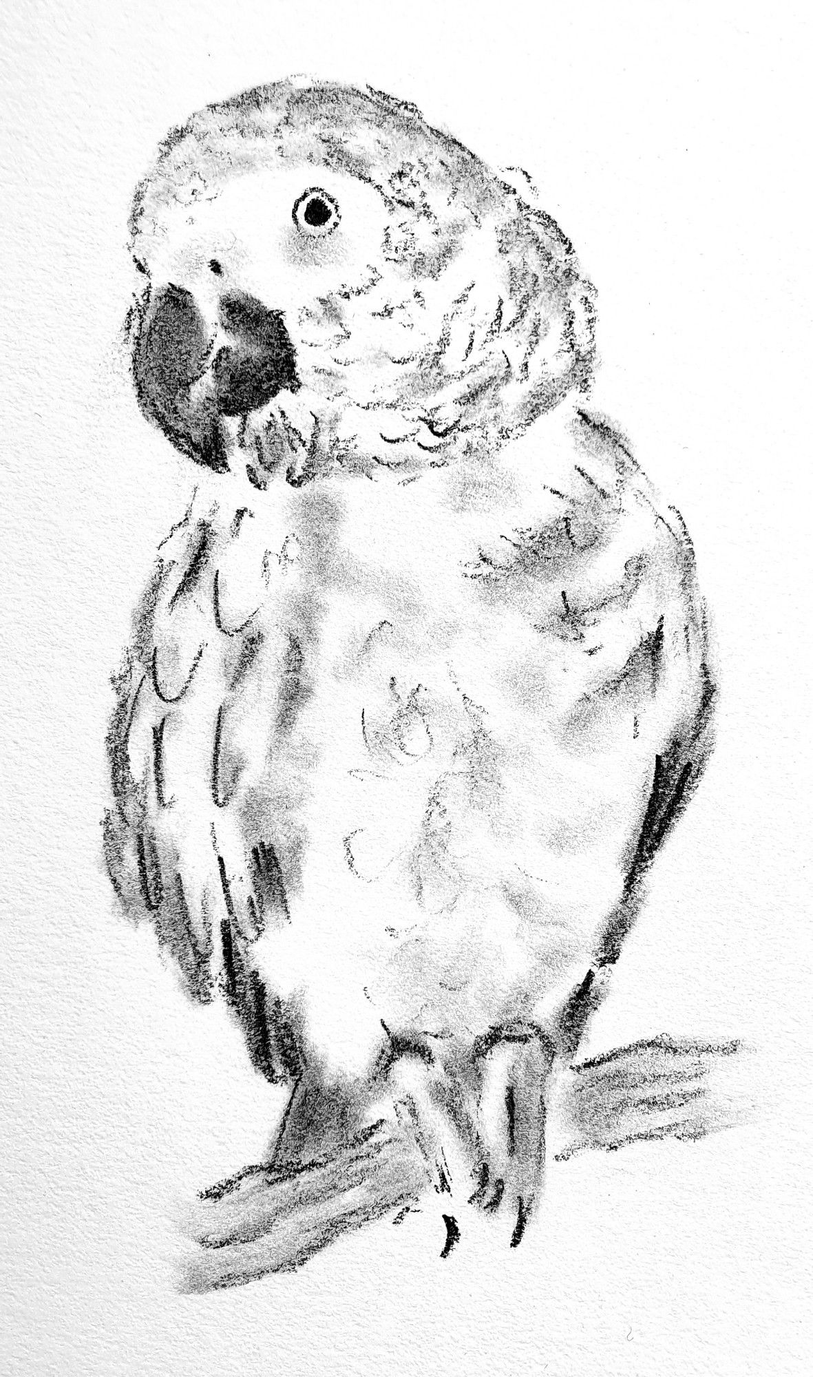 Very rough charcoal sketch of a parrot on a gnarly wooden perch, body facing forwards but head tilted down to the left so that she's looking directly at the viewer with one eye.