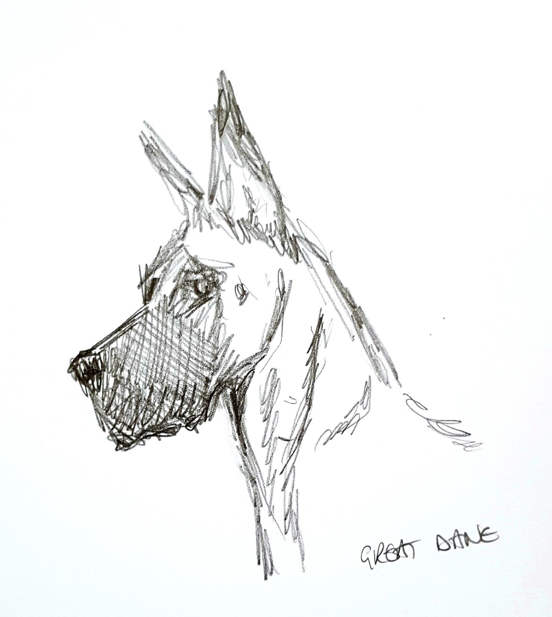 head and neck of a Great Dane, ears erect, facing left. There's very little detail, just some messy scribbles that provide the outline and some crosshatching to indicate a darker muzzle, eyes and nose.