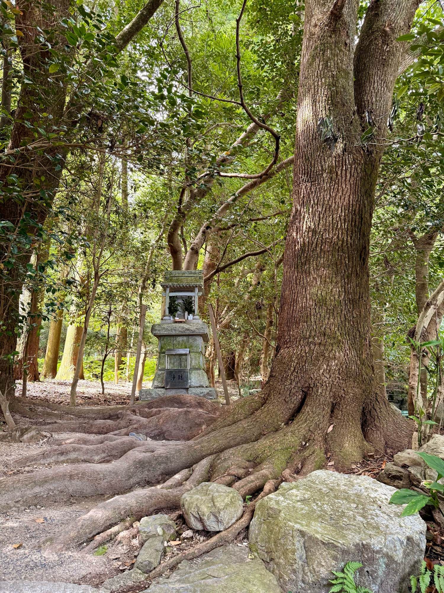 A small shrine and a large tree in the Tsubaki Grand Shrine. The roots look like dragons.