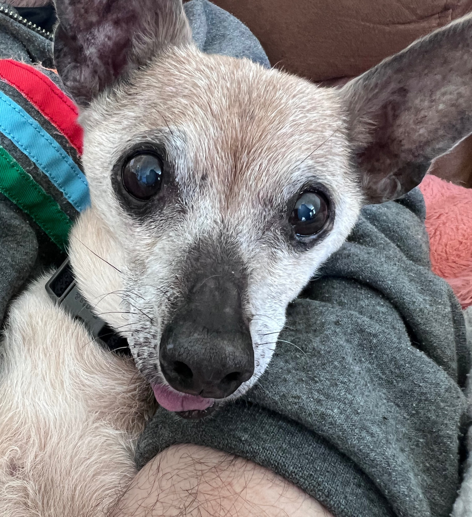 A small senior chihuahua mix snuggled under a human arm. 
