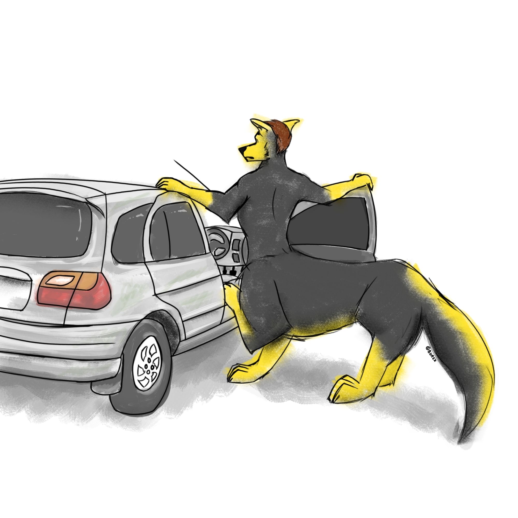 A taur dingo realises he no longer fits in his car