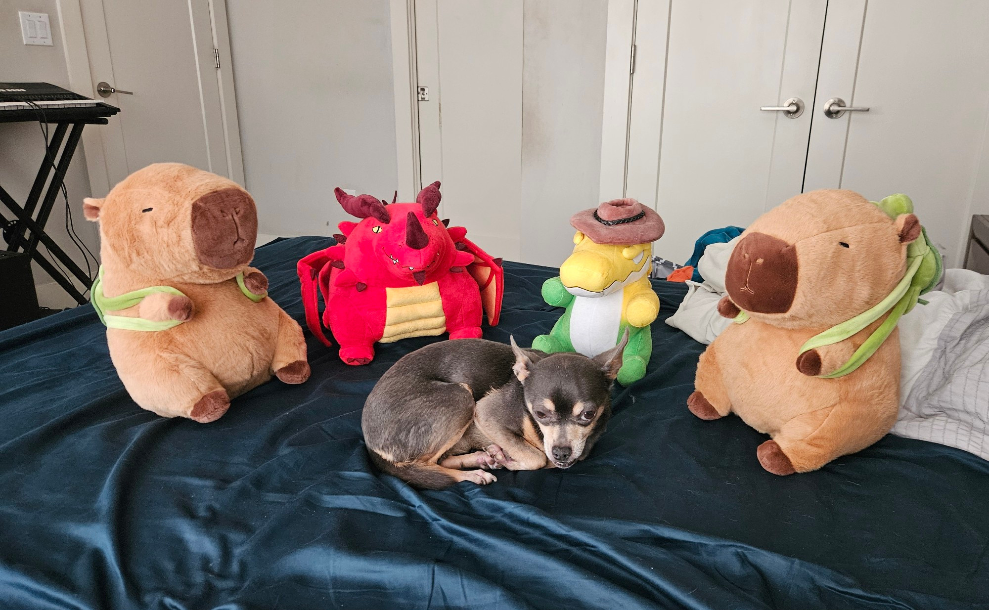 A picture of the same plushies from earlier placed in a semi circle behind my pet chihuahua Blu. He looks a bit warry. 