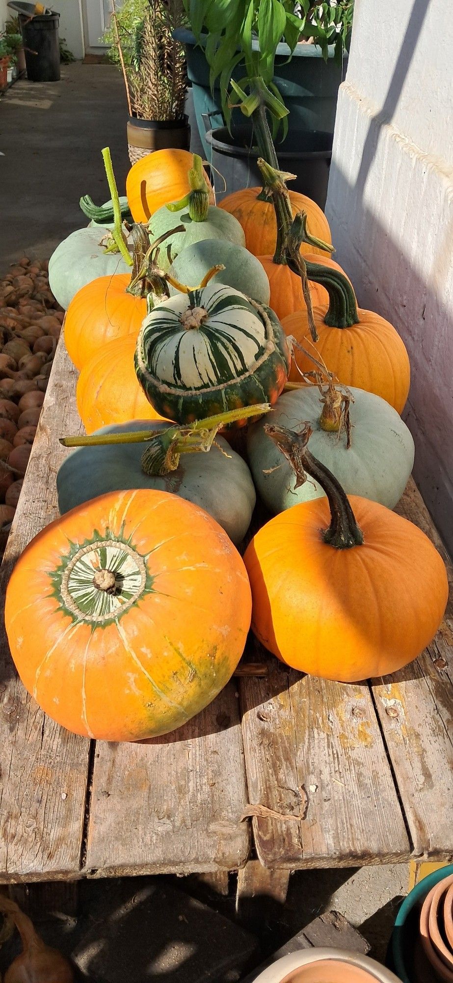 Squash, Crown Prince, Spitfire and Turks head.