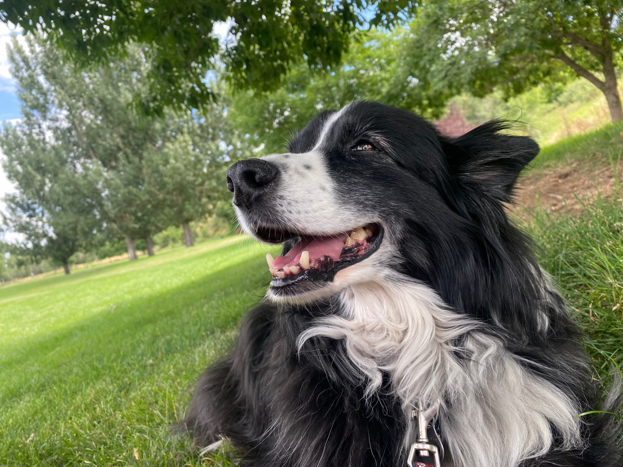 Pele, a black and white bi-color semi-mini Australian shepherd, extremely cute, best dog in the entire world, looking happy and sitting on green grass under a tree.