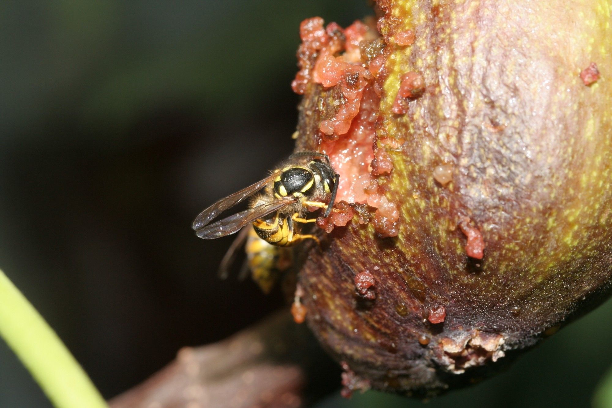 Wasp, collecting or eating from a ripe fig. A second one blurry in the background.