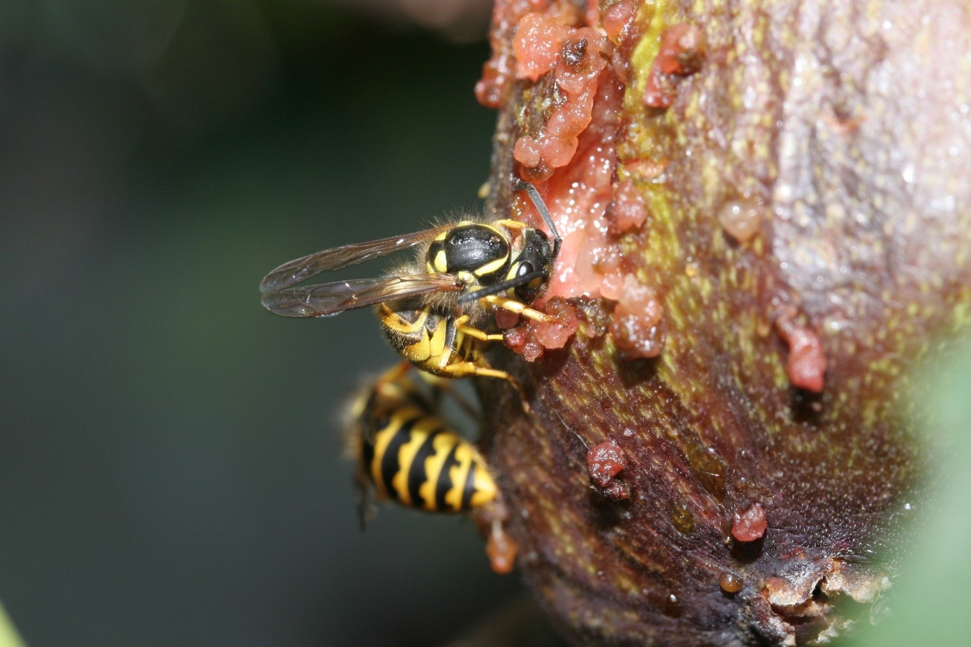 Wasp, head deep in a ripe fig, a second one in the background.