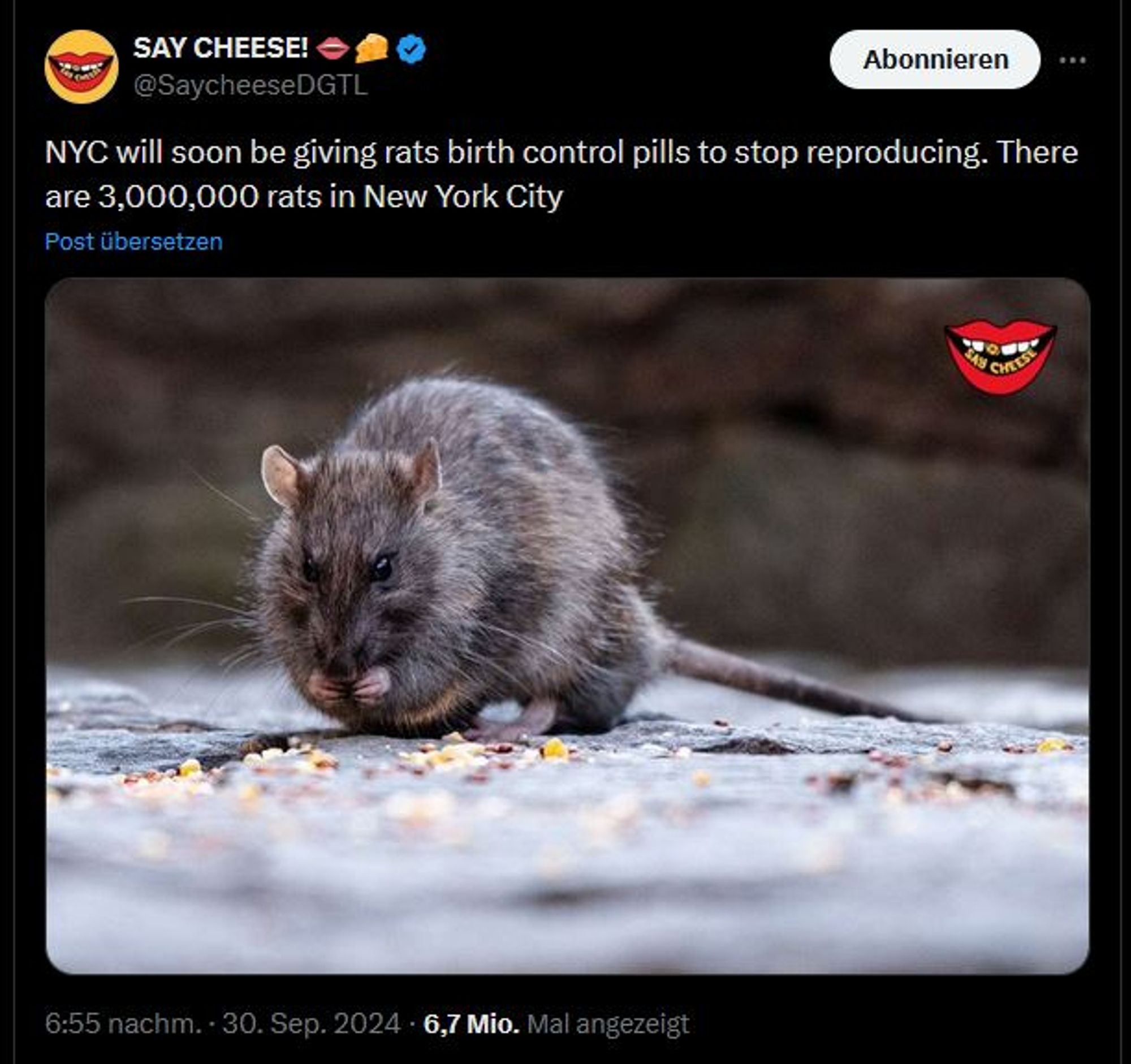 Screenshot einer Nachricht "NYC will soon be giving rats birth controll pills to stop reproducing."