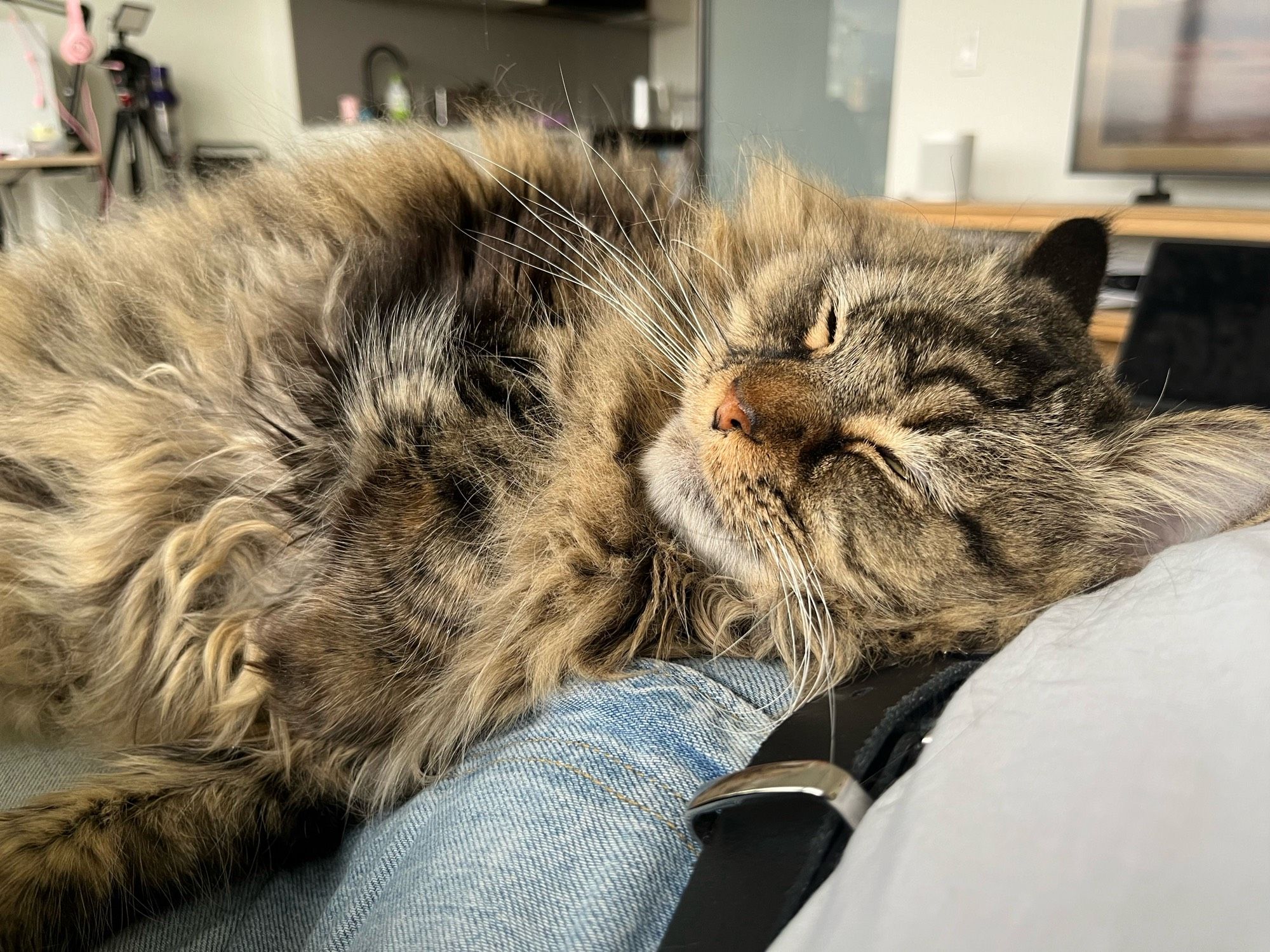 my cat Gideon sleeping blissfully on my belly