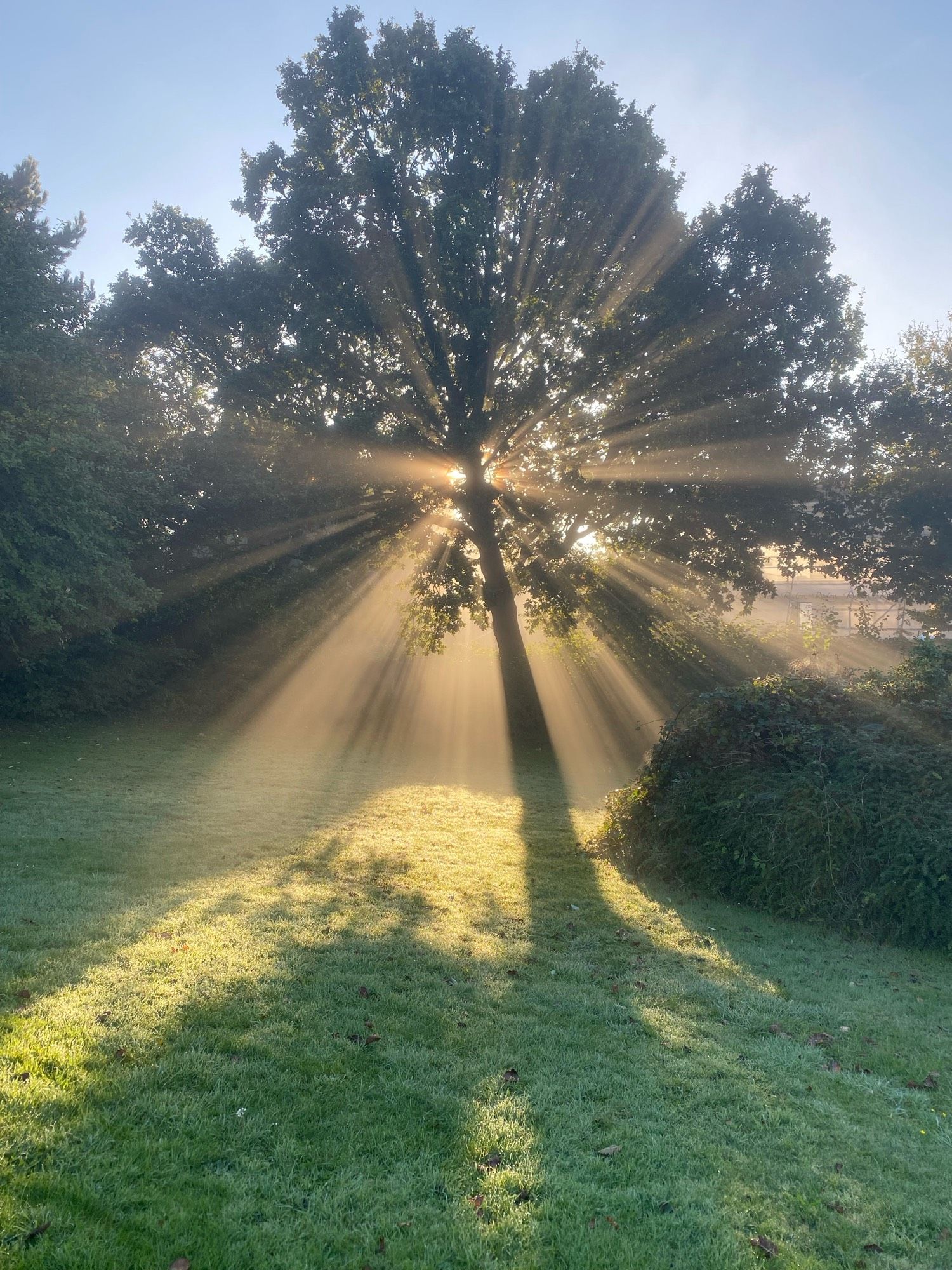 Early morning sunshine behind a tree. The air is foggy.