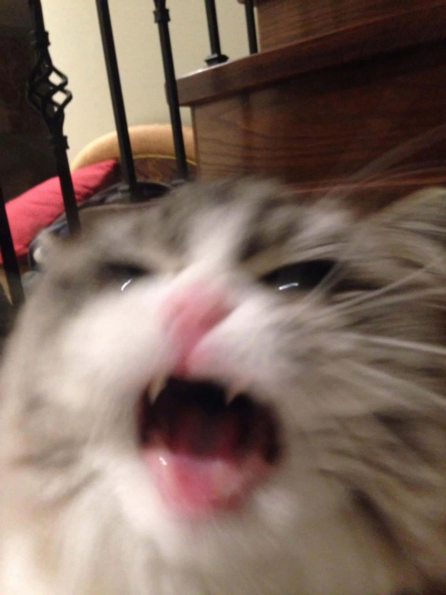 Blurry screaming cat