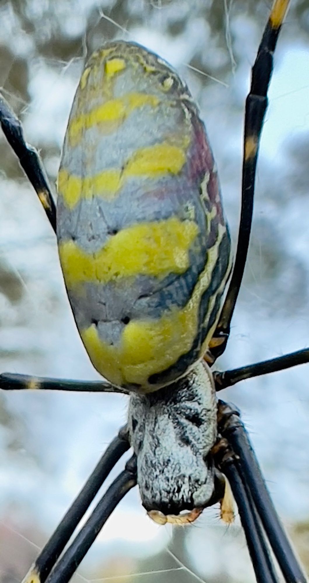 Close up of a Joro spider.  It has broad yellow and silver stripes running the short way across he abdomen. Her head is silver