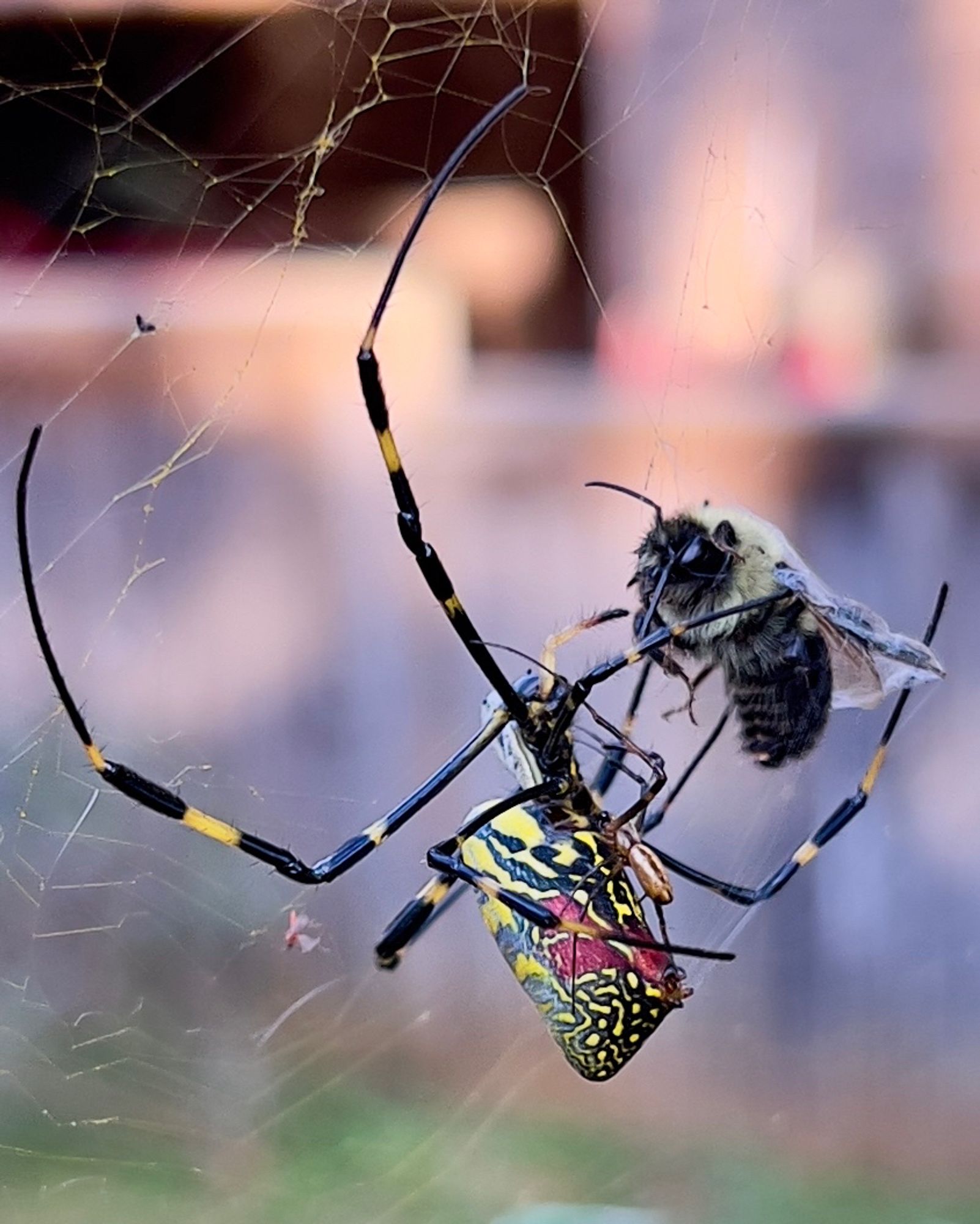 Female Joro spider with a male on her underside while she subdues a bee