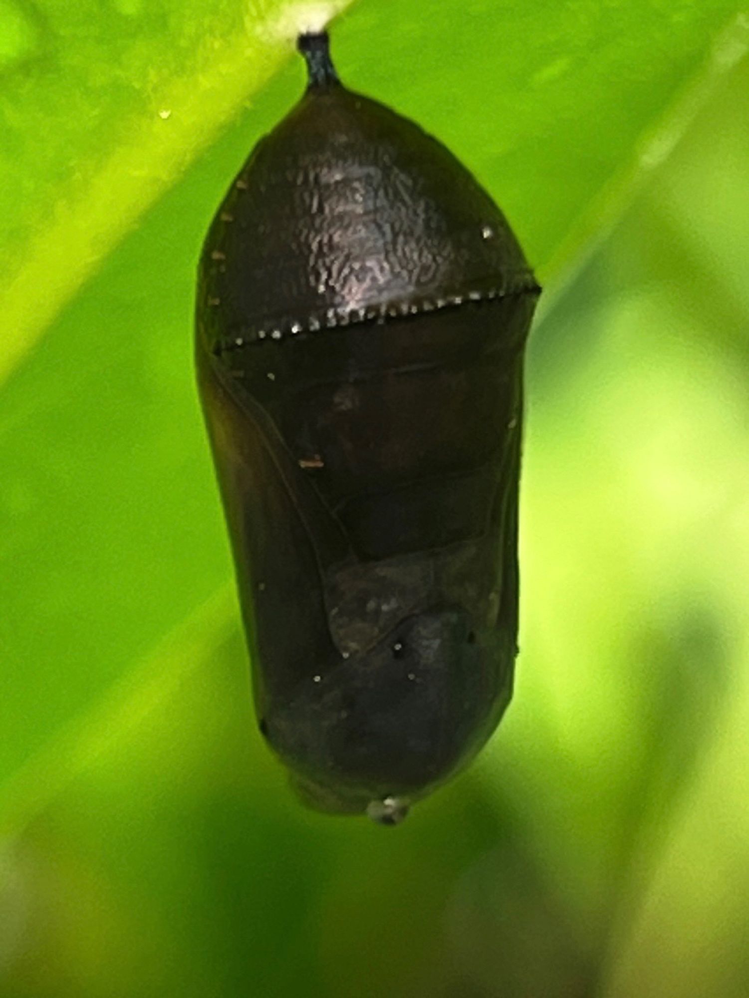 A black chrysalis hanging from a leaf